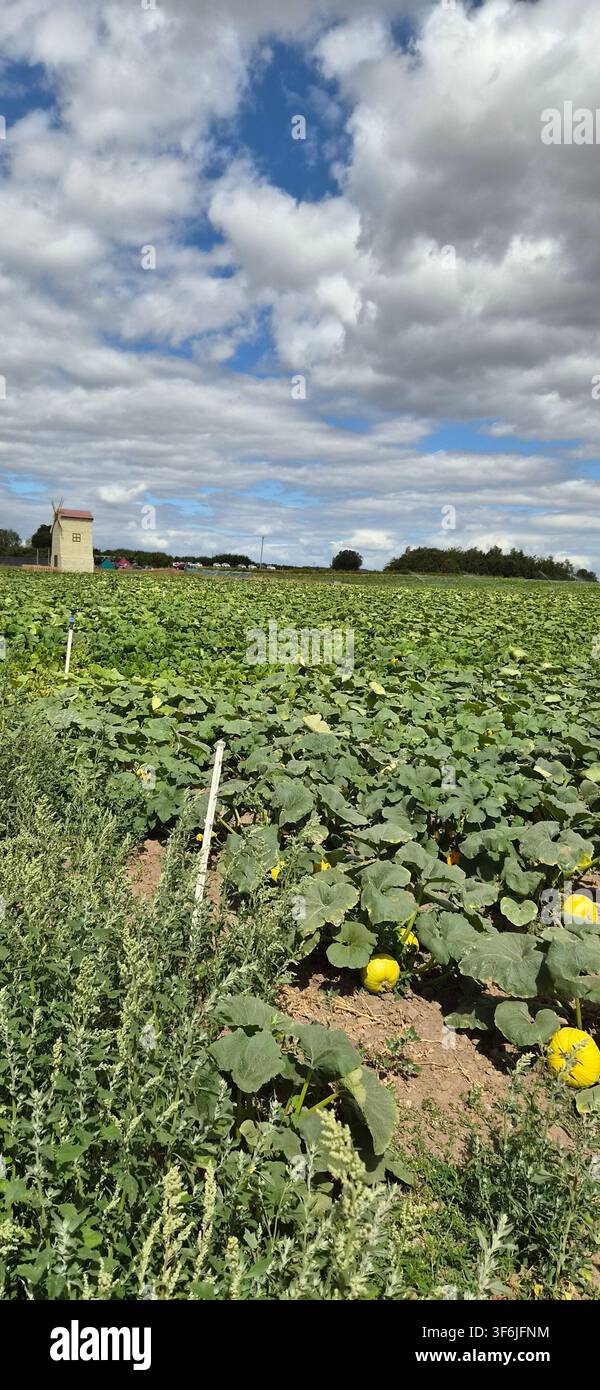 Kürbisfelder unter einem weiten Yorkshire-Himmel auf der Spilmans Farm, Thirsk. Stockfoto