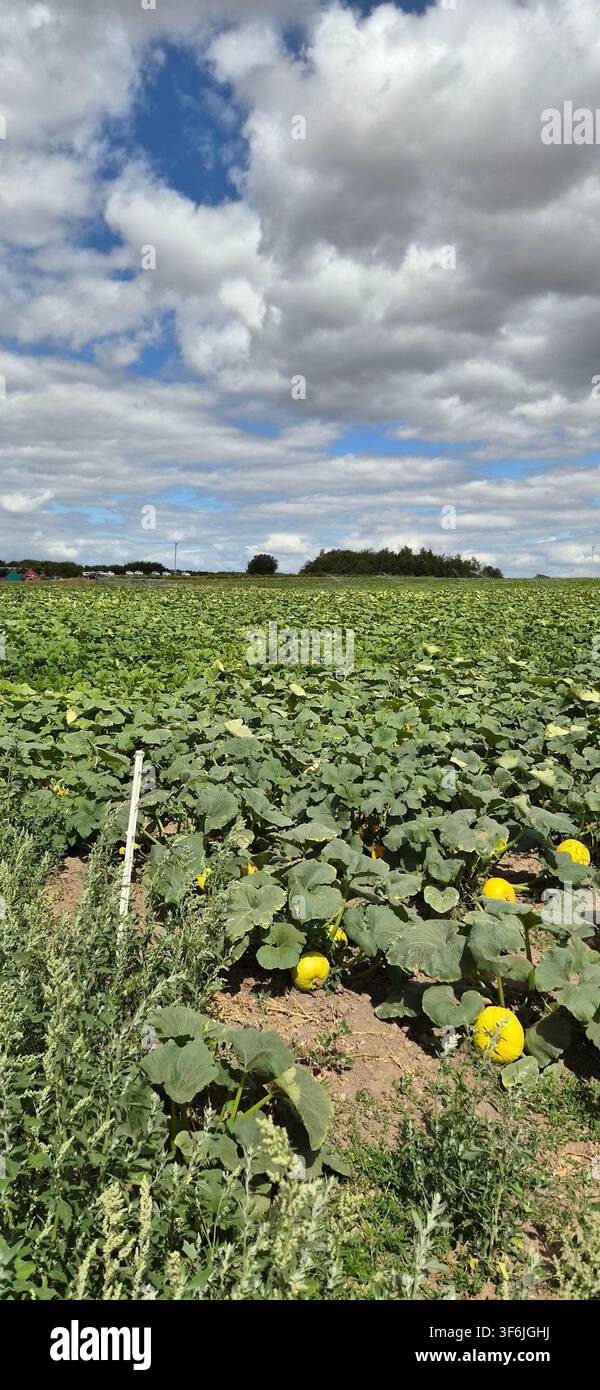 Kürbisfelder unter einem weiten Yorkshire-Himmel auf der Spilmans Farm, Thirsk. Stockfoto