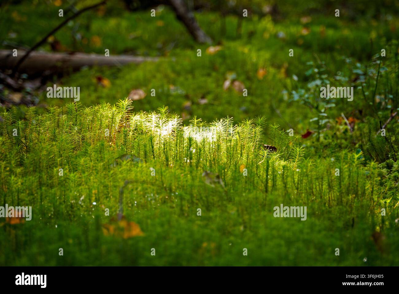Upinniemi, Finnland - 16.09.2017: Nahaufnahme von leuchtend grünen Moorpflanzen, die von goldenem Sonnenlicht in einem ruhigen finnischen Wald beleuchtet werden Stockfoto