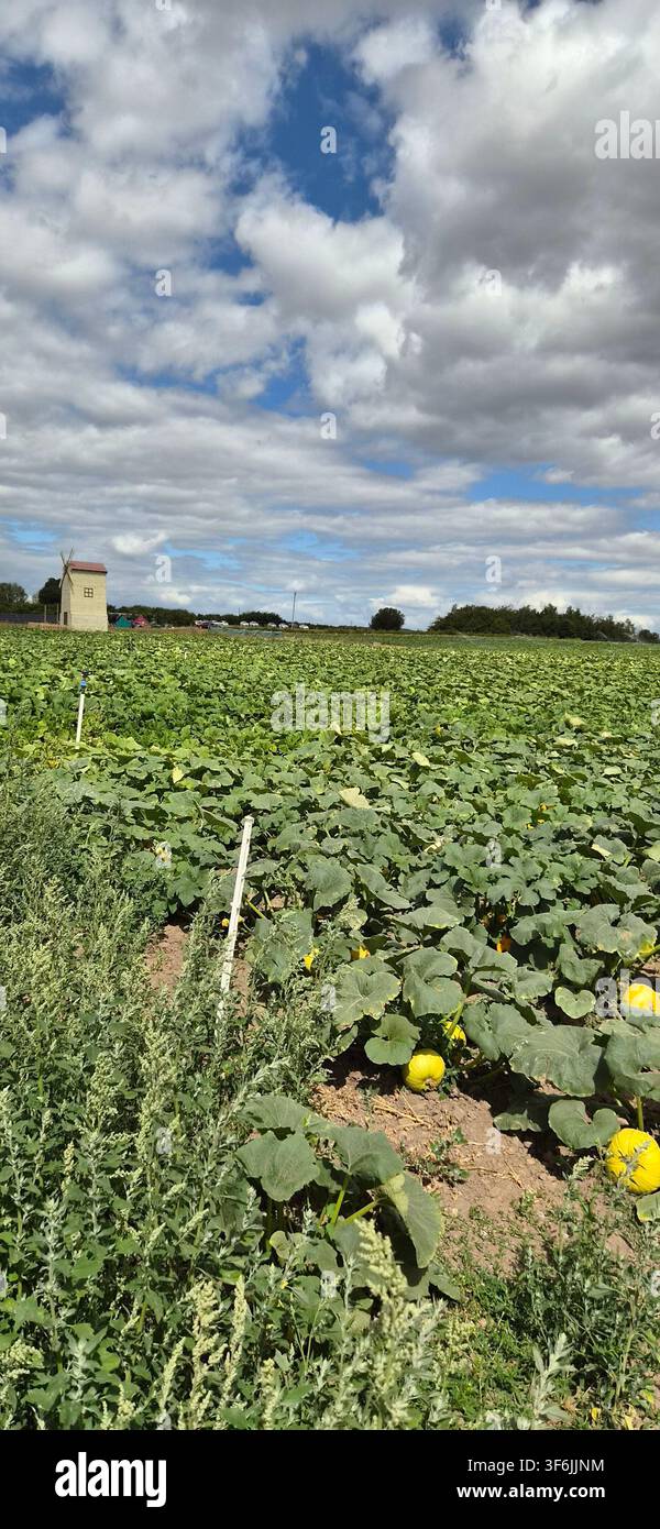Kürbisfelder unter einem weiten Yorkshire-Himmel auf der Spilmans Farm, Thirsk. Stockfoto
