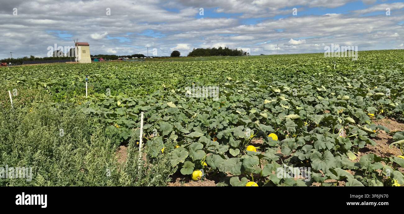 Kürbisfelder unter einem weiten Yorkshire-Himmel auf der Spilmans Farm, Thirsk. Stockfoto
