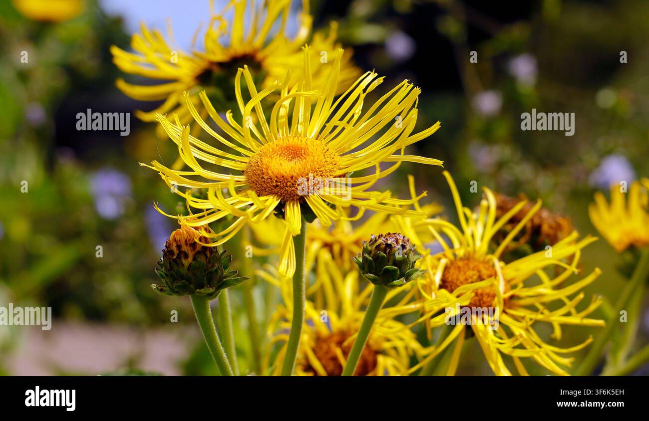 Hellgelbe Alantblüten (Inula helenium) Cardiff. Im Juli Sommer aufgenommen Stockfoto