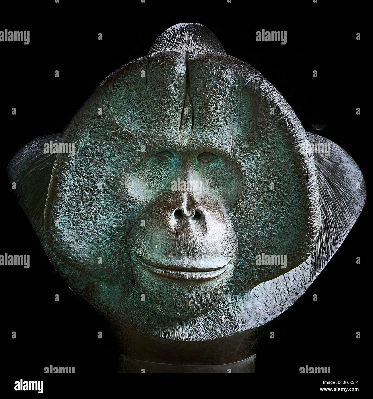 Detailliertes Studio-Brustporträt einer Bronzeskulptur eines Orang-Utans mit großen Backenpolstern, isoliert vor einem schwarzen Hintergrund Stockfoto