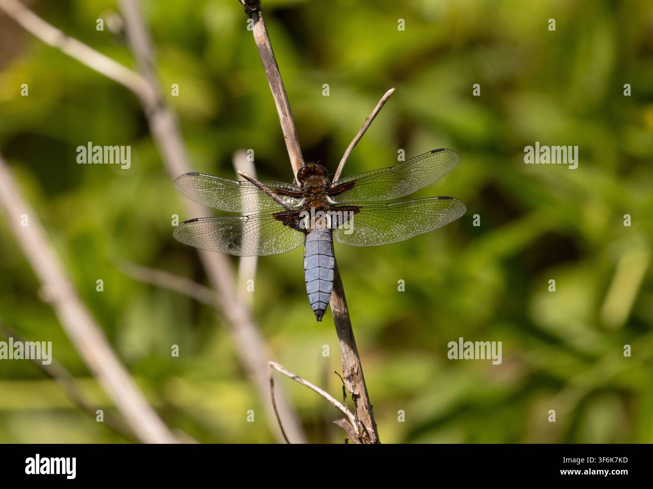 Breitkörperiger Jagdlibellen-Mann - Libellula depressa Stockfoto