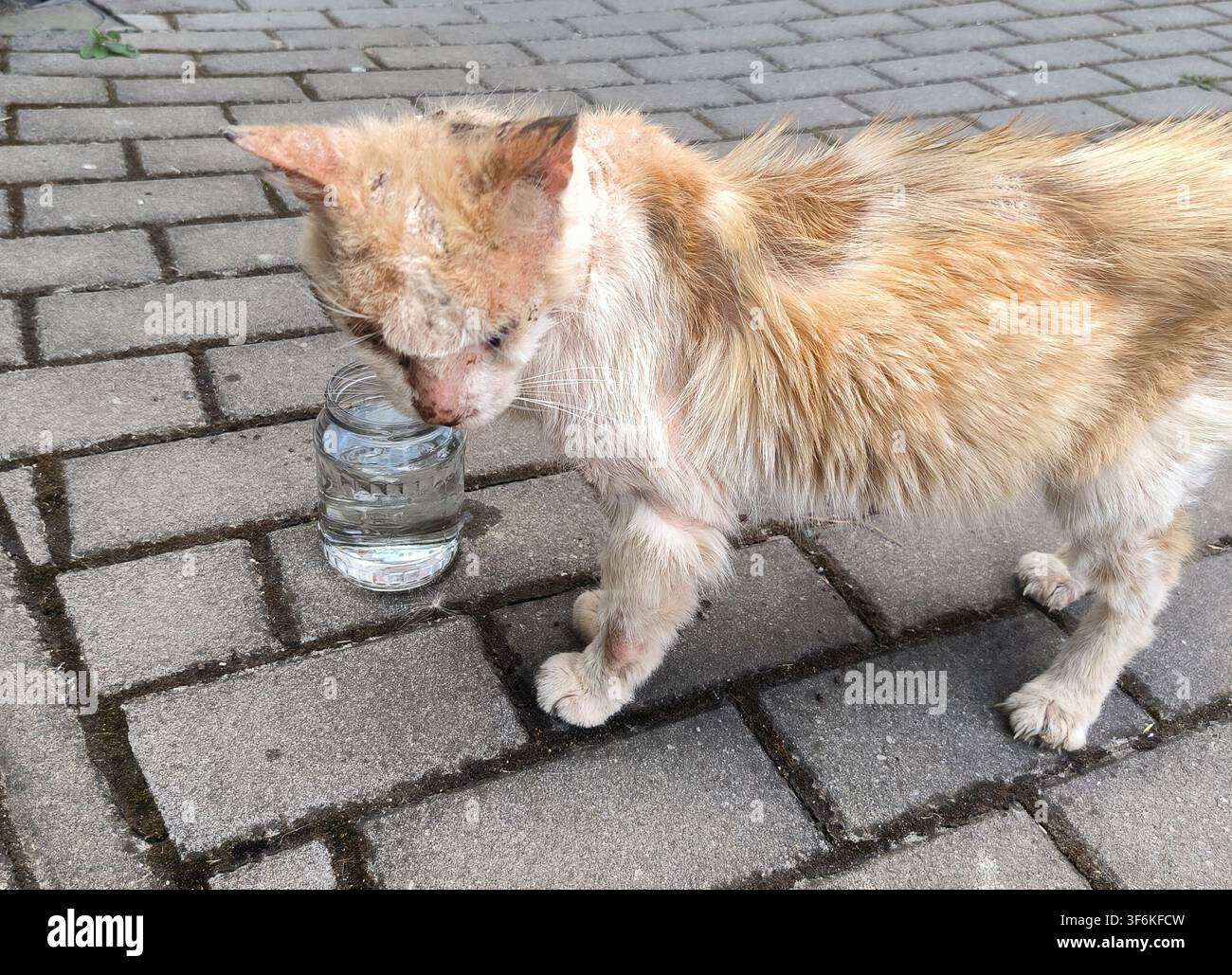 Verwaister kranker Ingwer-Kater mit Hautkrankheit und Haarausfall steht neben einem Glas Wasser auf einem Kopfsteinpflaster Stockfoto