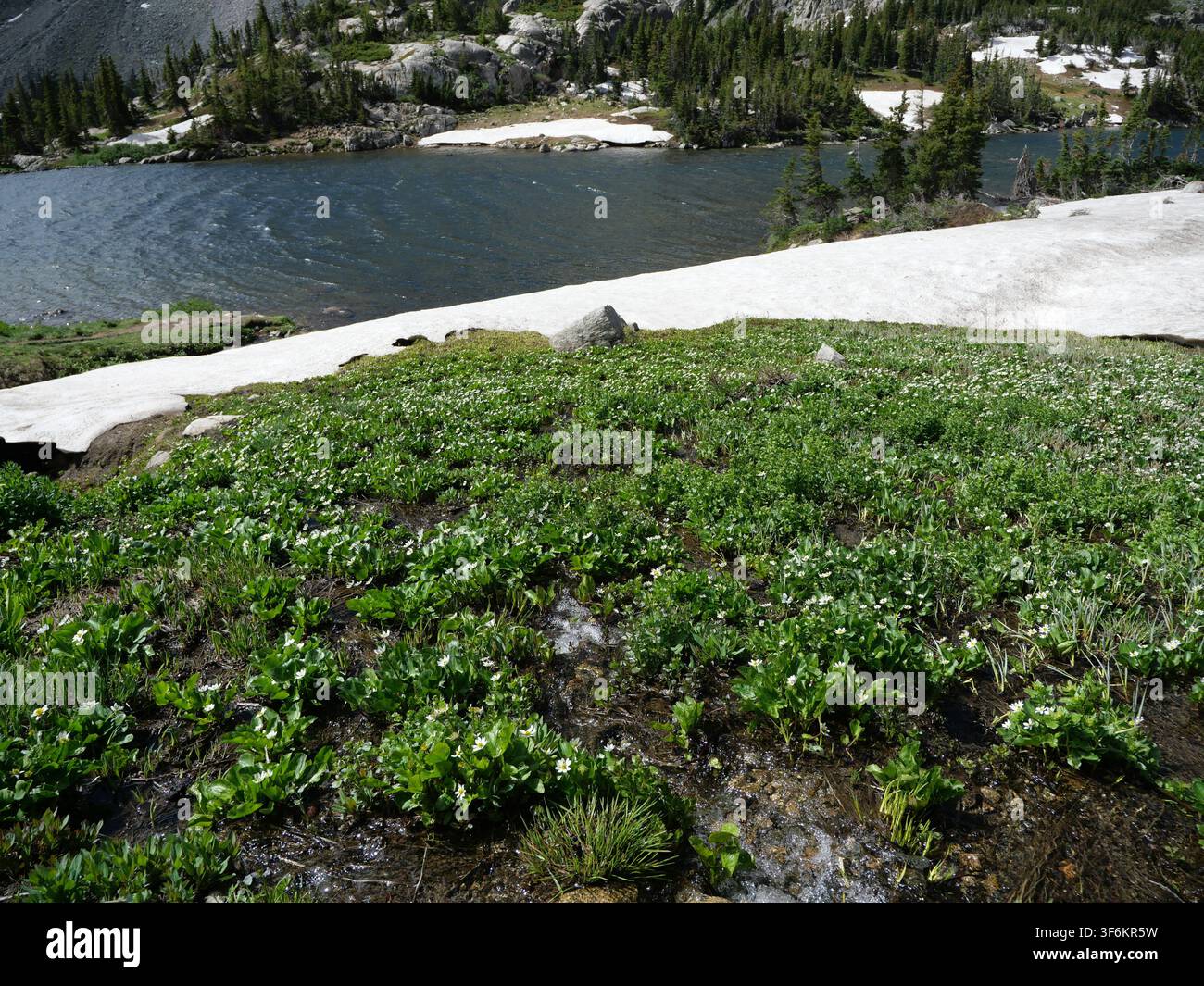 Weißer Sumpf dotterblume (Caltha leptosepala) blüht an Schmelzwasser und verbliebenem Schnee nahe dem Lake Isabelle, Indian Peaks Wilderness, Colorado. Stockfoto