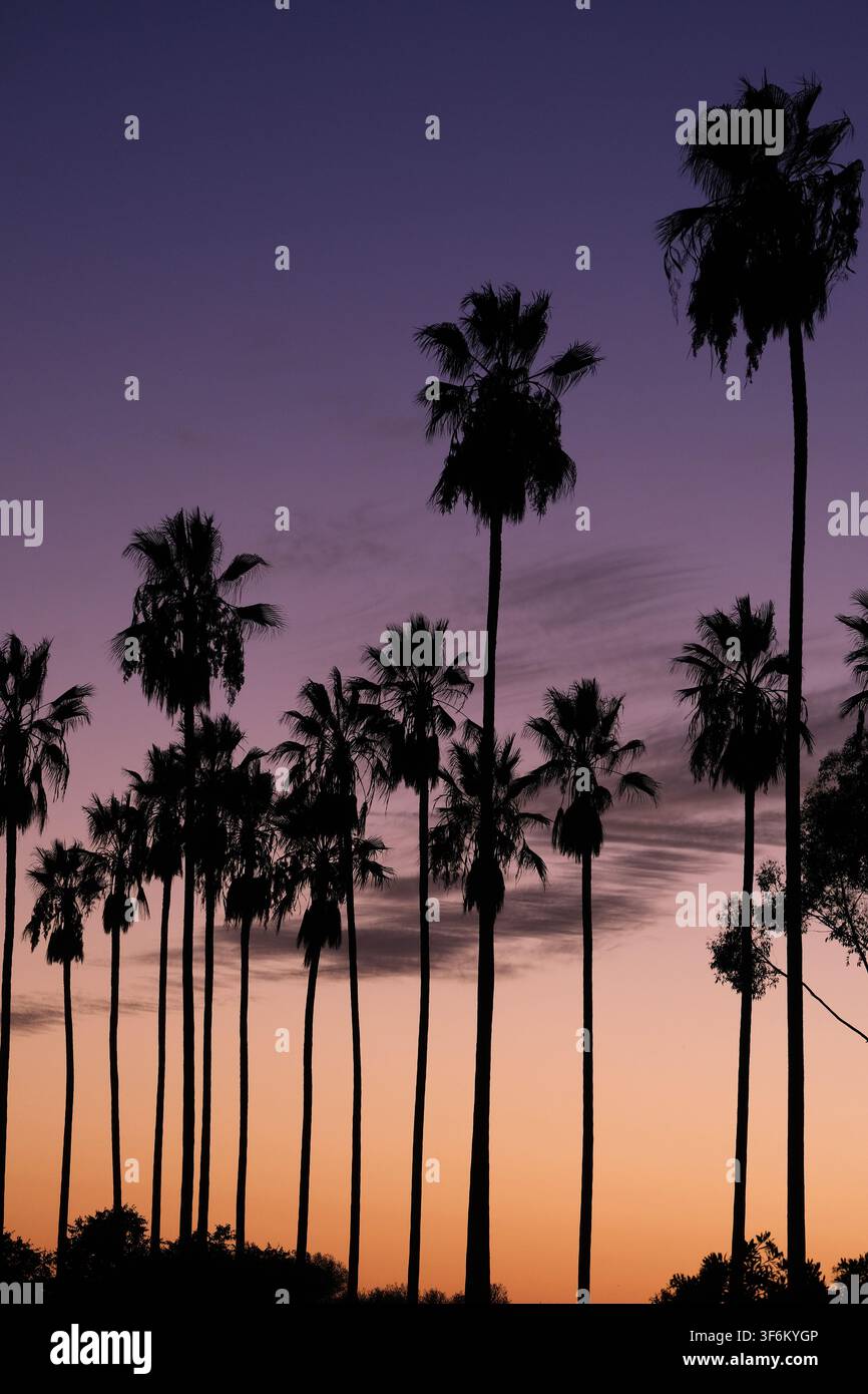 Silhouette mehrerer Palmen bei Dämmerung mit einem Farbverlauf vom Violetten zum Orange, während die Nacht über der Stadt Los Angeles hereinbricht Stockfoto
