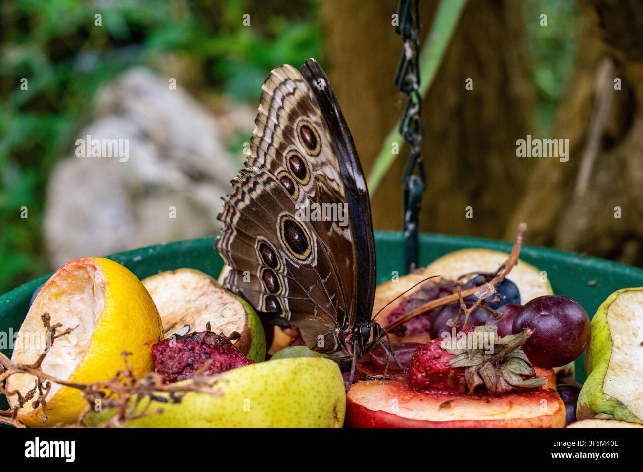 Blauer Morphofalter (Morpho peleides) füttert an gemischter Frucht in einem tropischen Schmetterlingshaus und zeigt charakteristische Augelflecken auf gefalteten Flügeln. Stockfoto