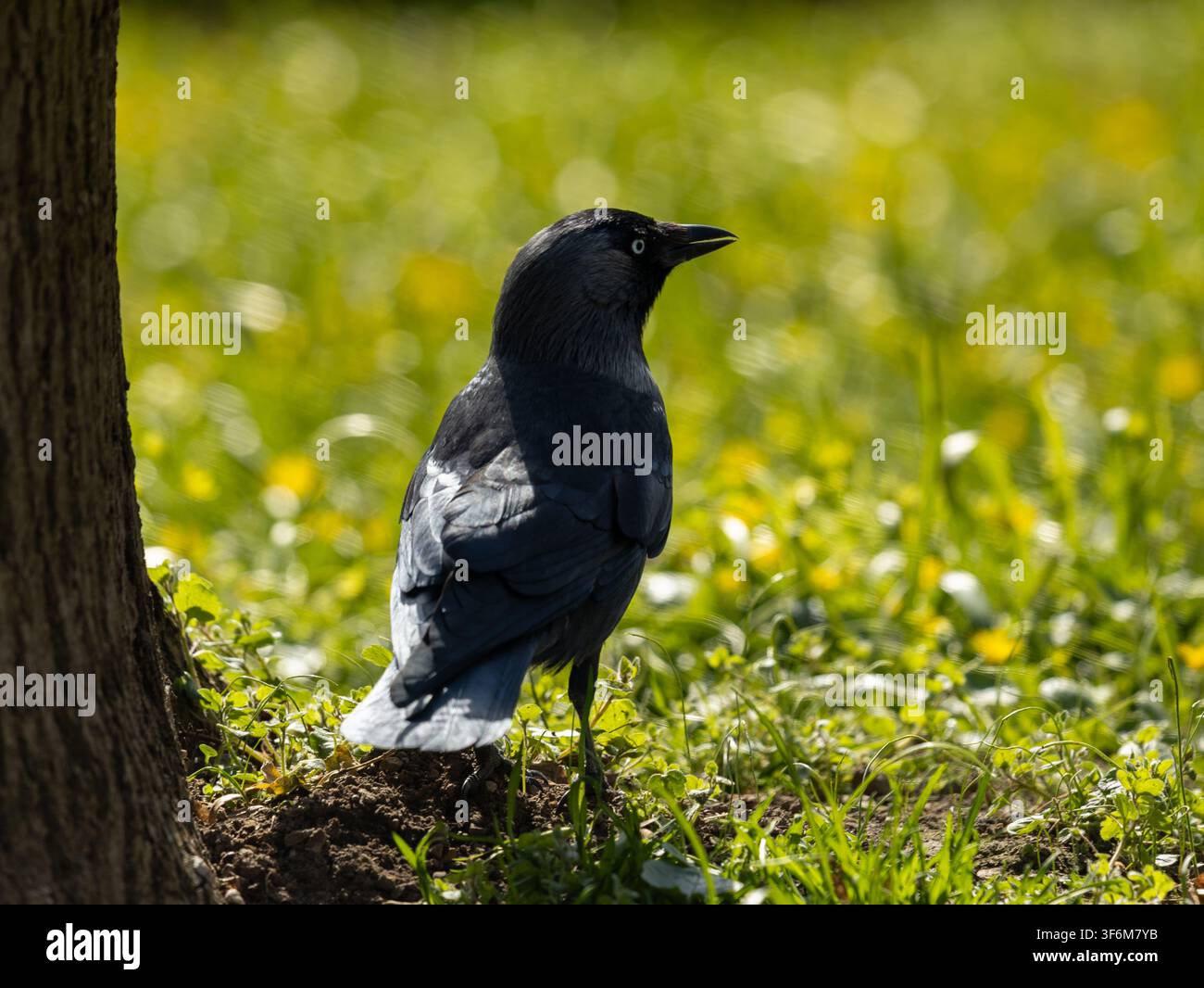 Eurasische Nebelkrähe steht in sonnenbeschienenen Gras neben einem Baum im Frühling Stockfoto