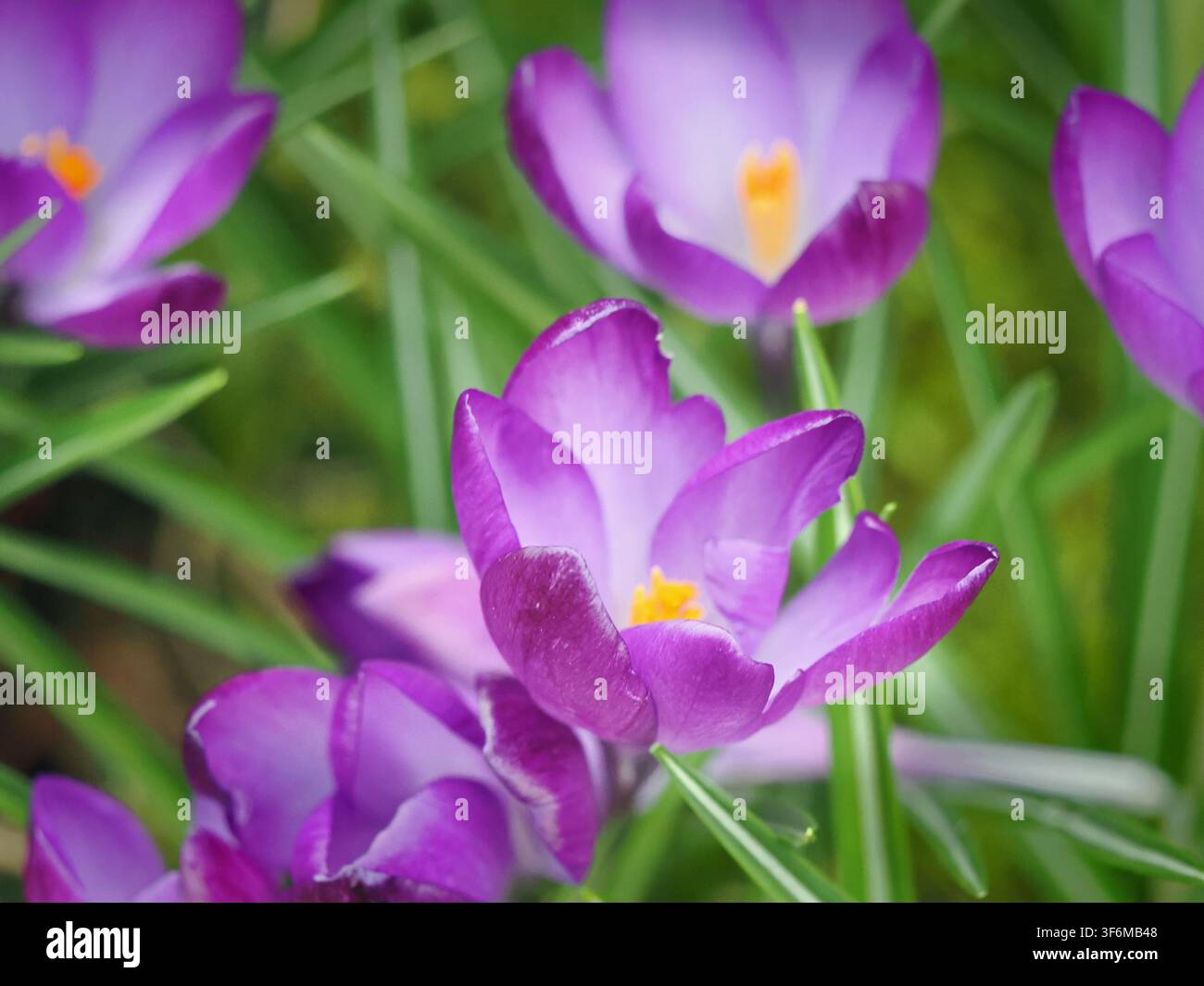 Stilisierte lila Krokusse (Crocus vernus), die nach Weiß verblassen, mit hellen safrangelben Narben in Cumbria, England, UK Stockfoto