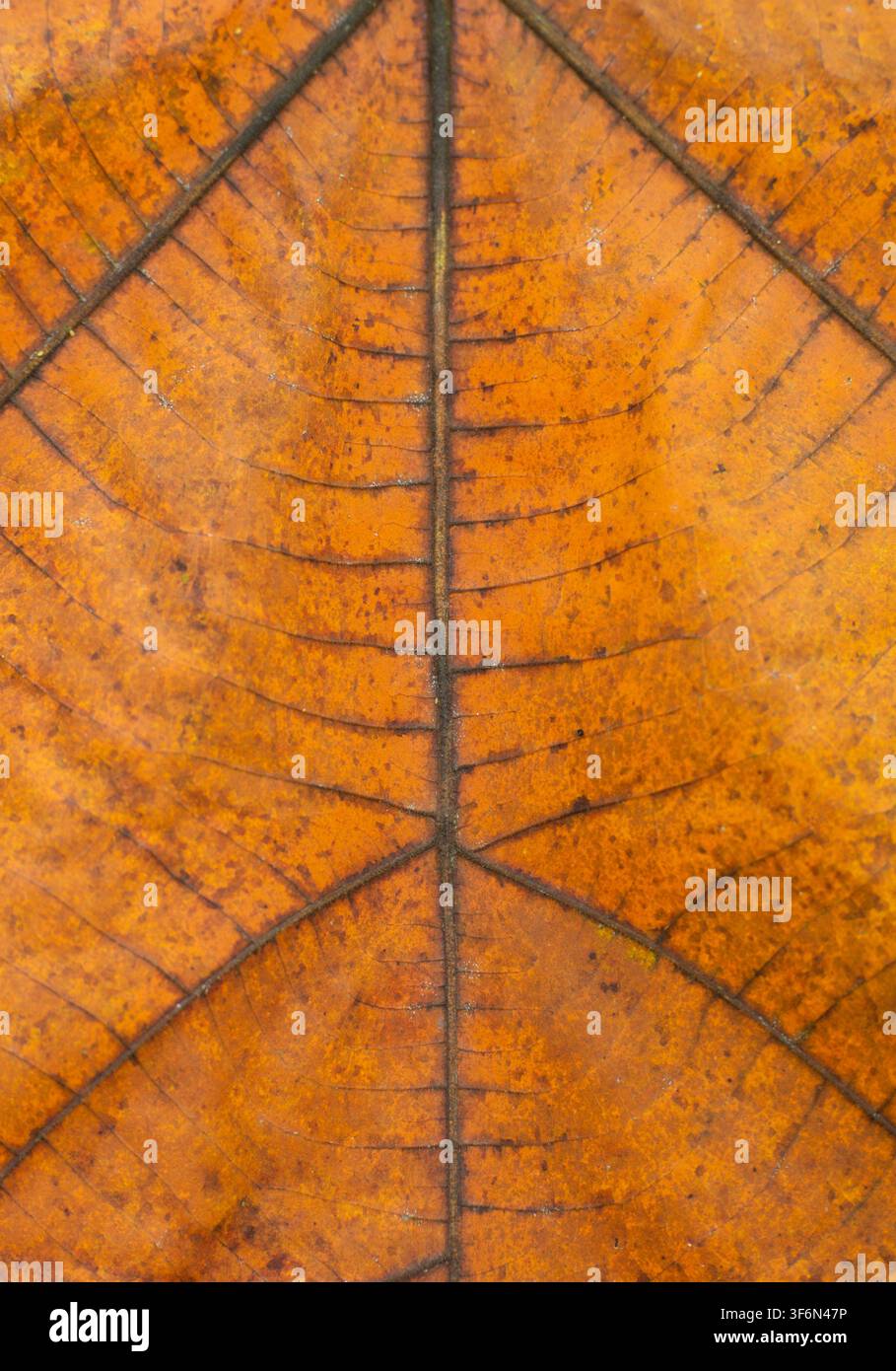 Nahaufnahme eines trockenen Orangens mit sichtbaren Adern, geeignet als tropischer Naturhintergrund, botanische Textur Stockfoto
