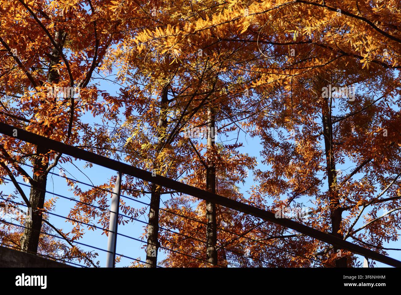 Goldene Herbstbäume und städtisches Geländer Stockfoto