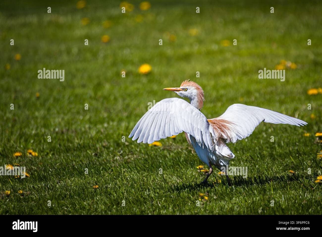 Rinderwachtel (Bubulcus ibis) breitet seine Flügel auf einer grünen Wiese mit Löwenzahn aus, Port Rowan in der Nähe von Long Point, Ontario, Kanada. Stockfoto