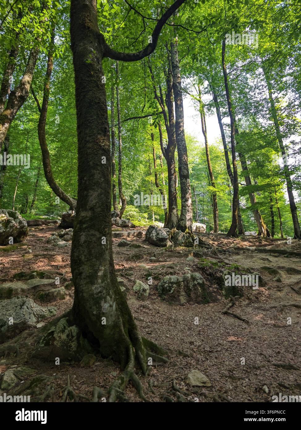 Ruhiger sonnenbeschienener Waldweg mit freiliegenden Baumwurzeln und felsigem Boden in Mazandaran, Iran, für Naturreisen und Umwelt-Hintergrund - Smartphone-aufgenommenes Stockfoto