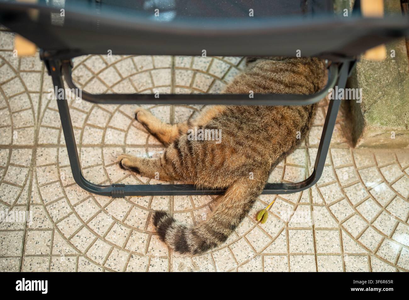 Hauskatze mit gestrecktem Körper und Pfoten, die an einem Sommertag unter einem Stuhl im Freien schläft. Stockfoto