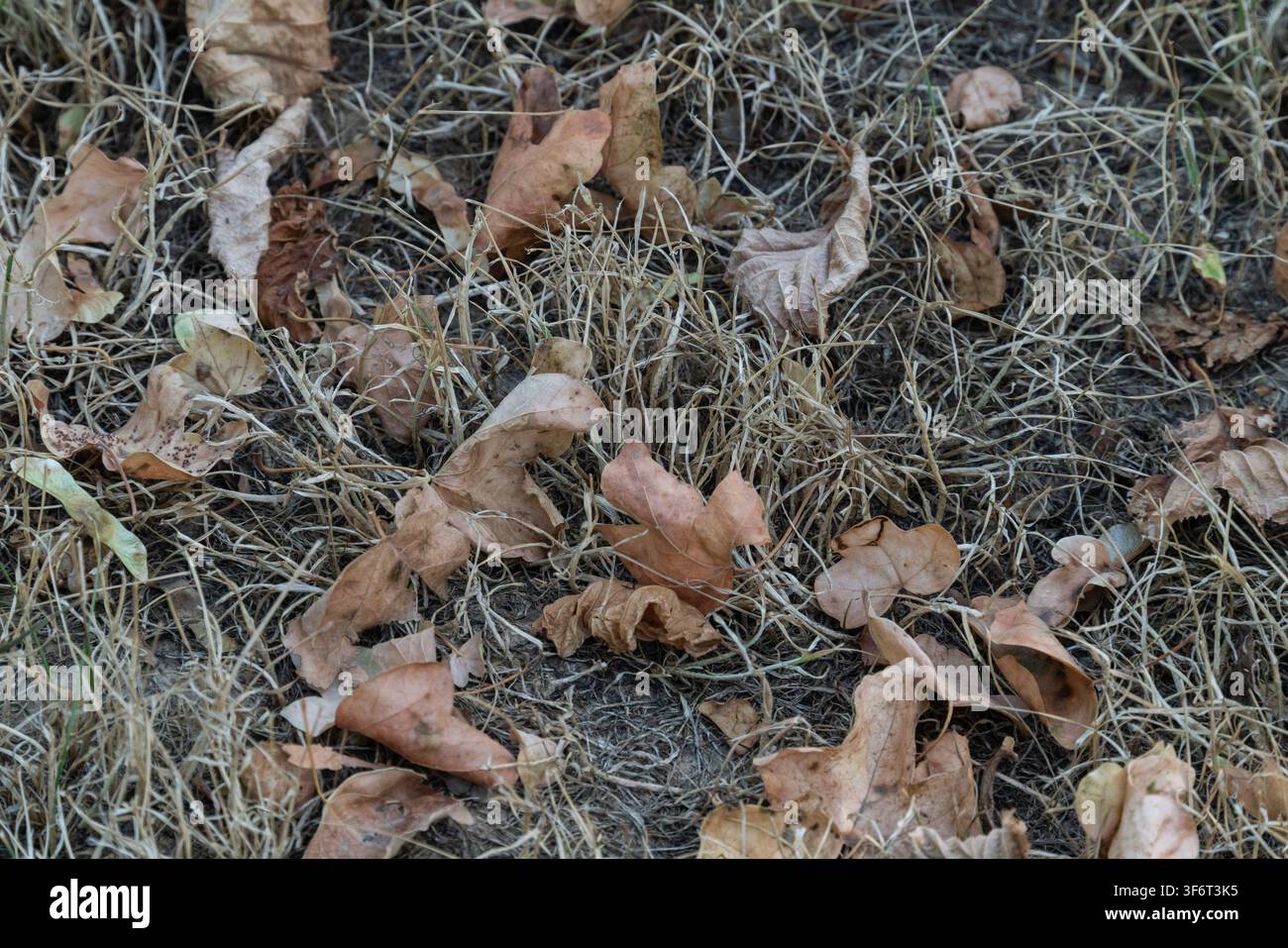 Getrocknete Blätter in verschiedenen Farbtönen lagen verstreut auf dem Boden zwischen braunen Grasflecken in einer Außeneinrichtung im Herbst. Sonnenlicht scheint auf t Stockfoto