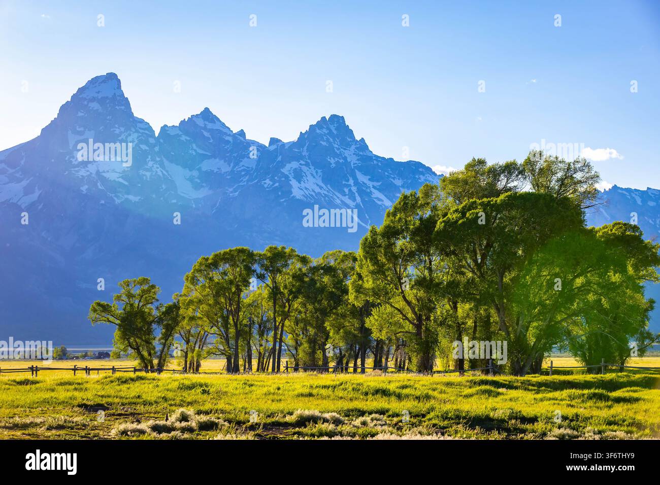 Üppige grüne Pappeln säumen eine goldene Wiese unter schroffen schneebedeckten Teton-Berggipfeln Stockfoto