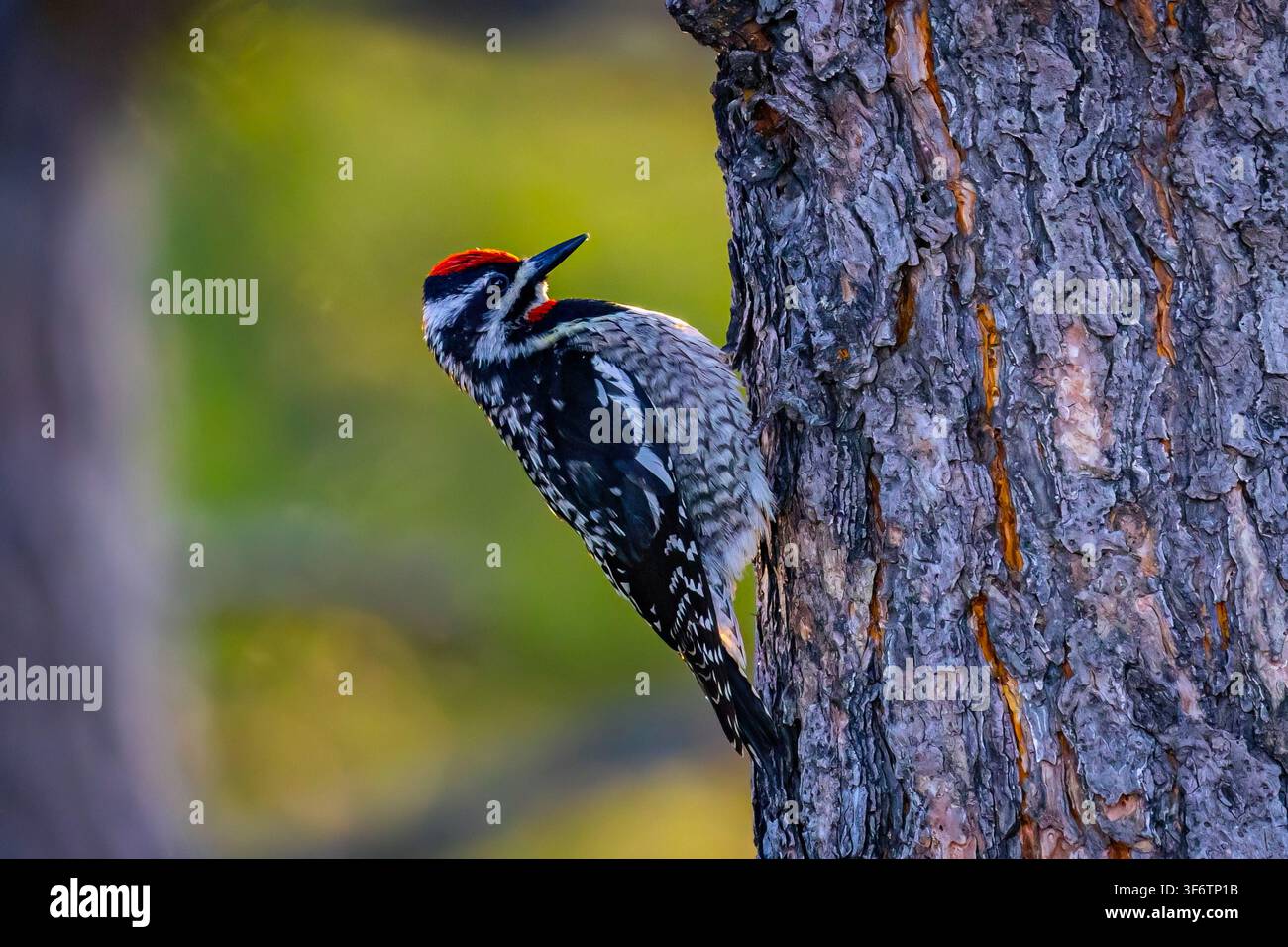 Nahaufnahmeporträt eines Rotnapf-Specht der auf einem Baum in seinem natürlichen Lebensraum sitzt Stockfoto