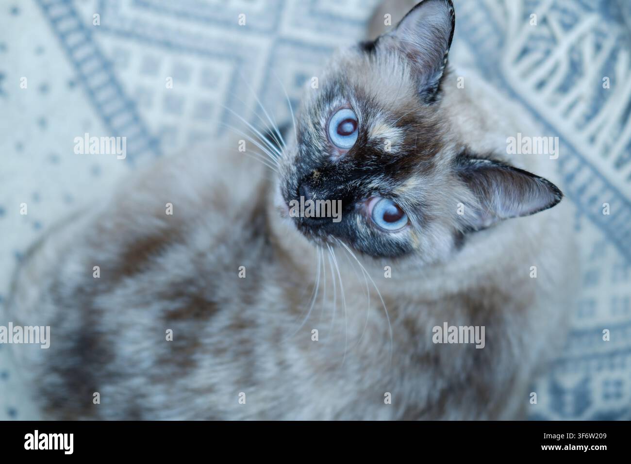 Siameses Katzenkätzchen mit seltenen Tortoisemuster-Markierungen, das mit auffälligen blauen Augen nach oben schaut Stockfoto