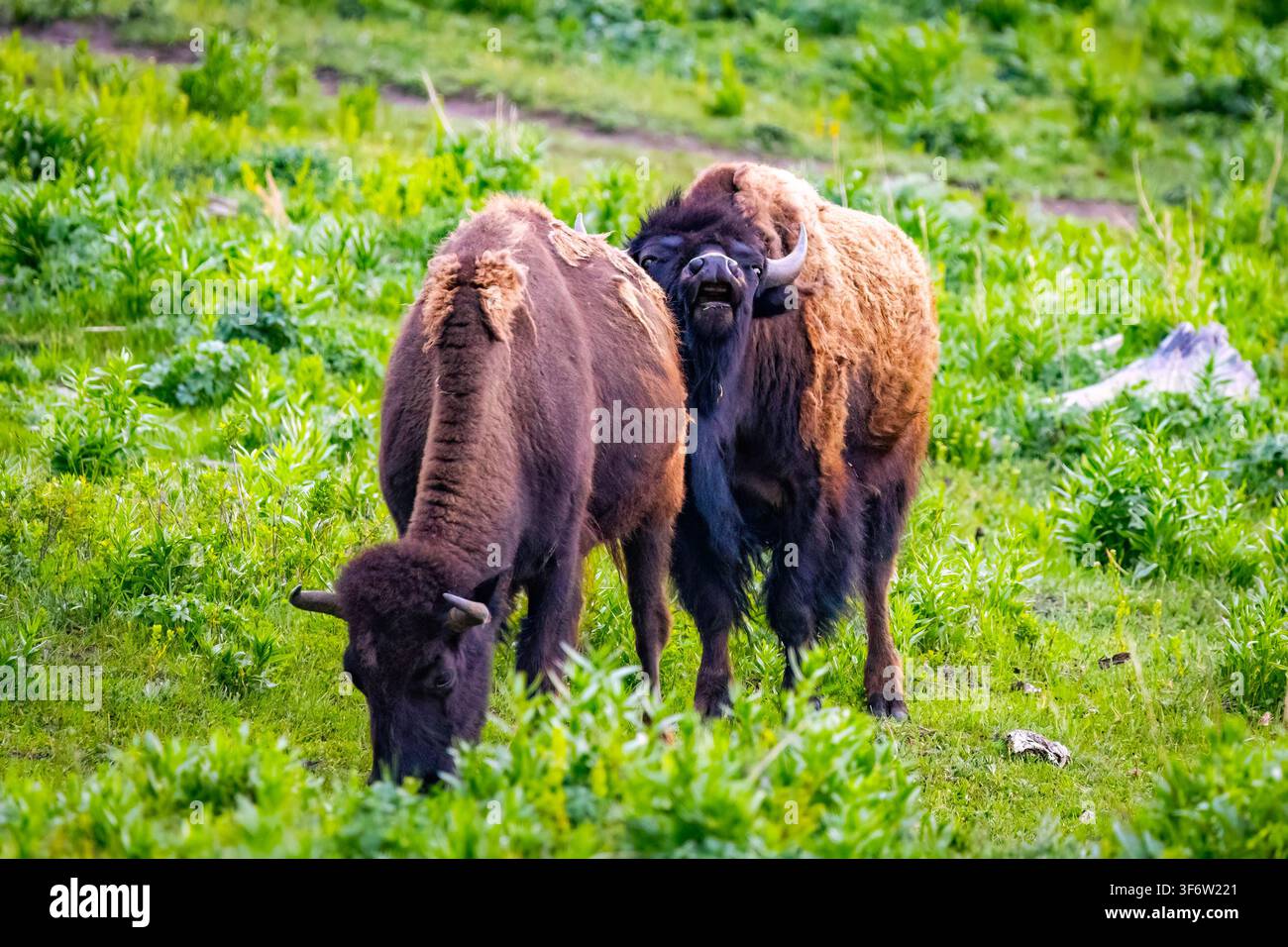 Zwei amerikanische Bisons stehen zusammen in einer grasbewachsenen Wiese im Lamar Valley des Yellowstone-Nationalparks Stockfoto