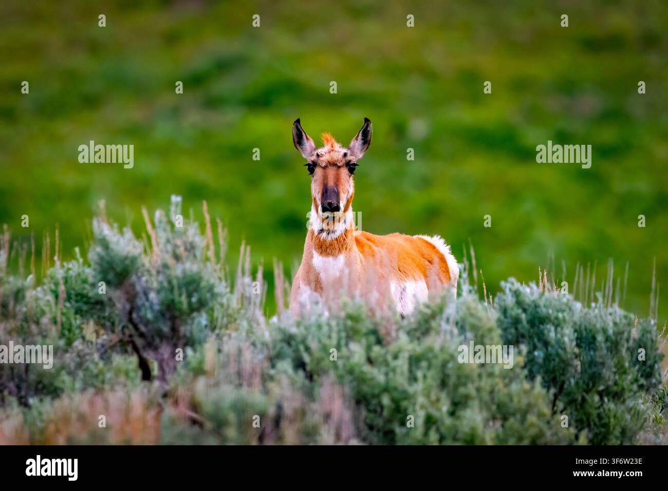 Ein Pronghorn steht mit Blick auf die Kamera im Lamar Valley des Yellowstone-Nationalparks Stockfoto