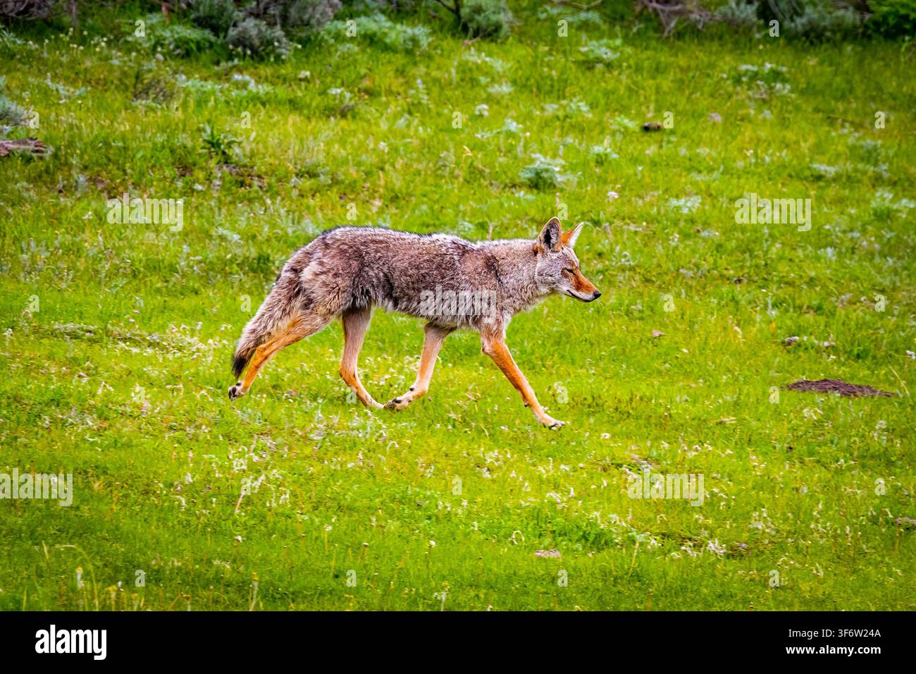 Ein einsamer Kojote steht wachsam im Lamar Valley des Yellowstone-Nationalparks Stockfoto