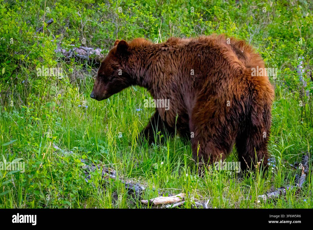 Zimtfarbener Schwarzbär geht durch üppiges grünes Gras und Sträucher im Yellowstone-Nationalpark Stockfoto