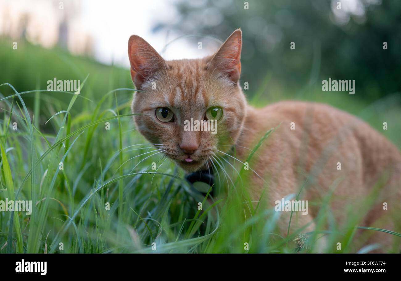 Eine orangefarbene getigerte Katze mit einem Ortungskragen späht durch hohes grünes Gras. Stockfoto