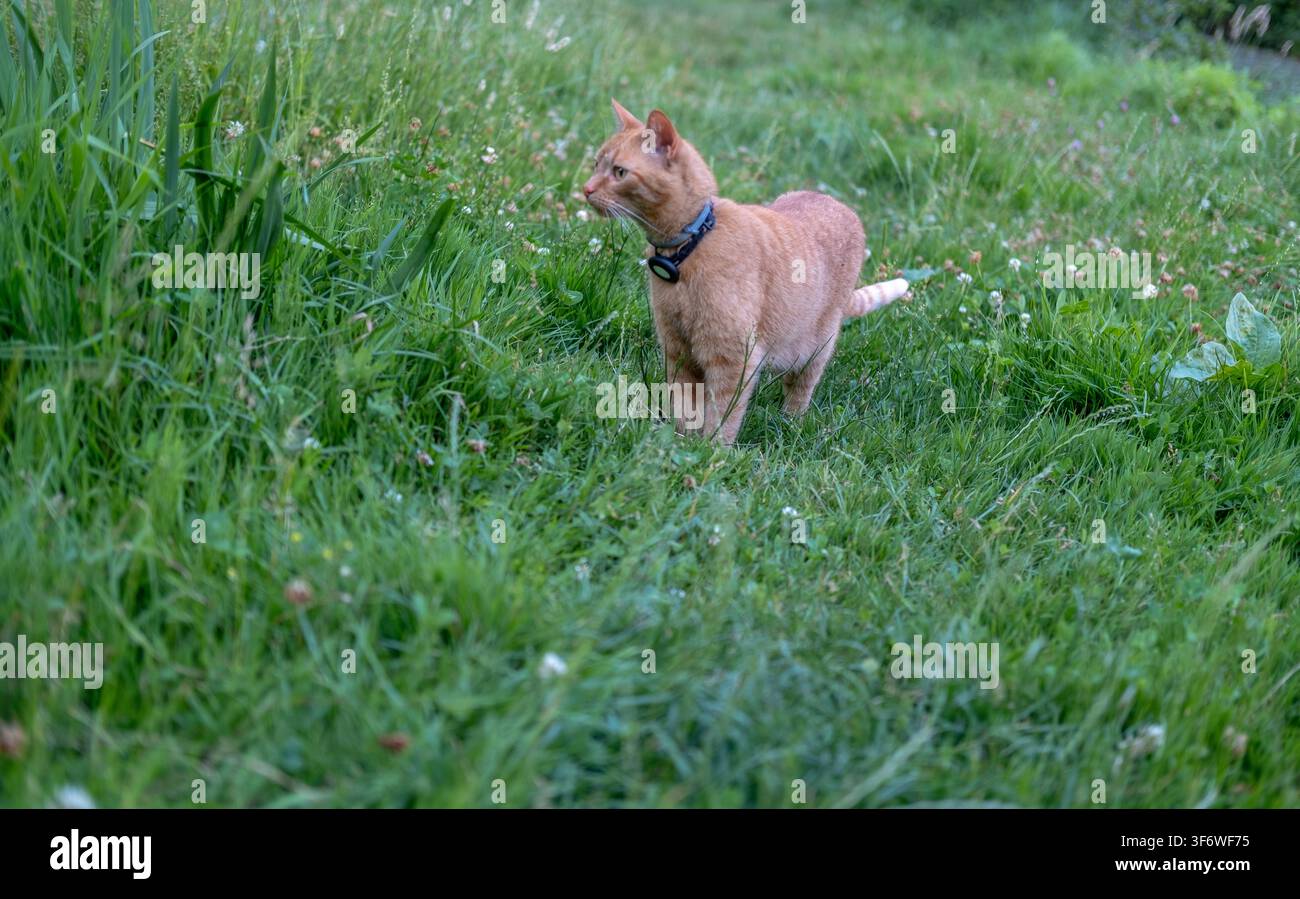 Eine orangefarbene getigerte Katze mit einem Ortungs-Halsband steht in einem Fleck hohem grünem Gras und Klee. Stockfoto