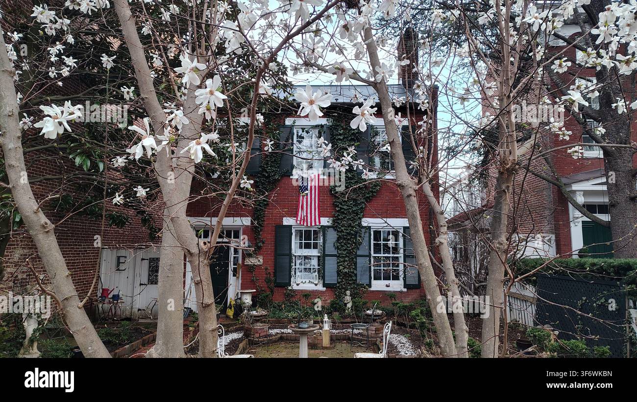 Washington, D.C., USA - 3. März 2026: Ein zweistöckiges Backsteinhaus in den Vereinigten Staaten, gesehen durch blühende weiße Magnolien. Eine amerikanische Flagge hängt Stockfoto