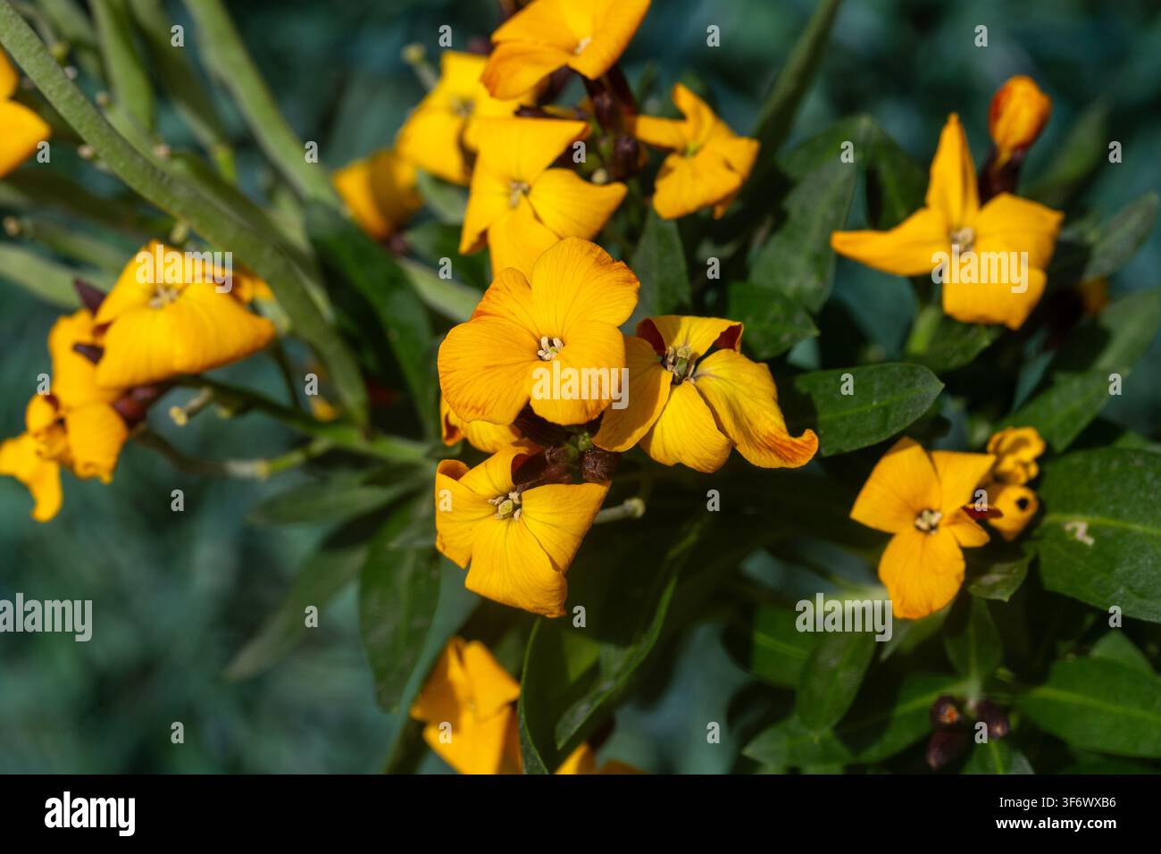 Lebendige gelbe Ägäu-Wandblume (Erysimum cheiri) blüht in einem sonnigen Garten Stockfoto