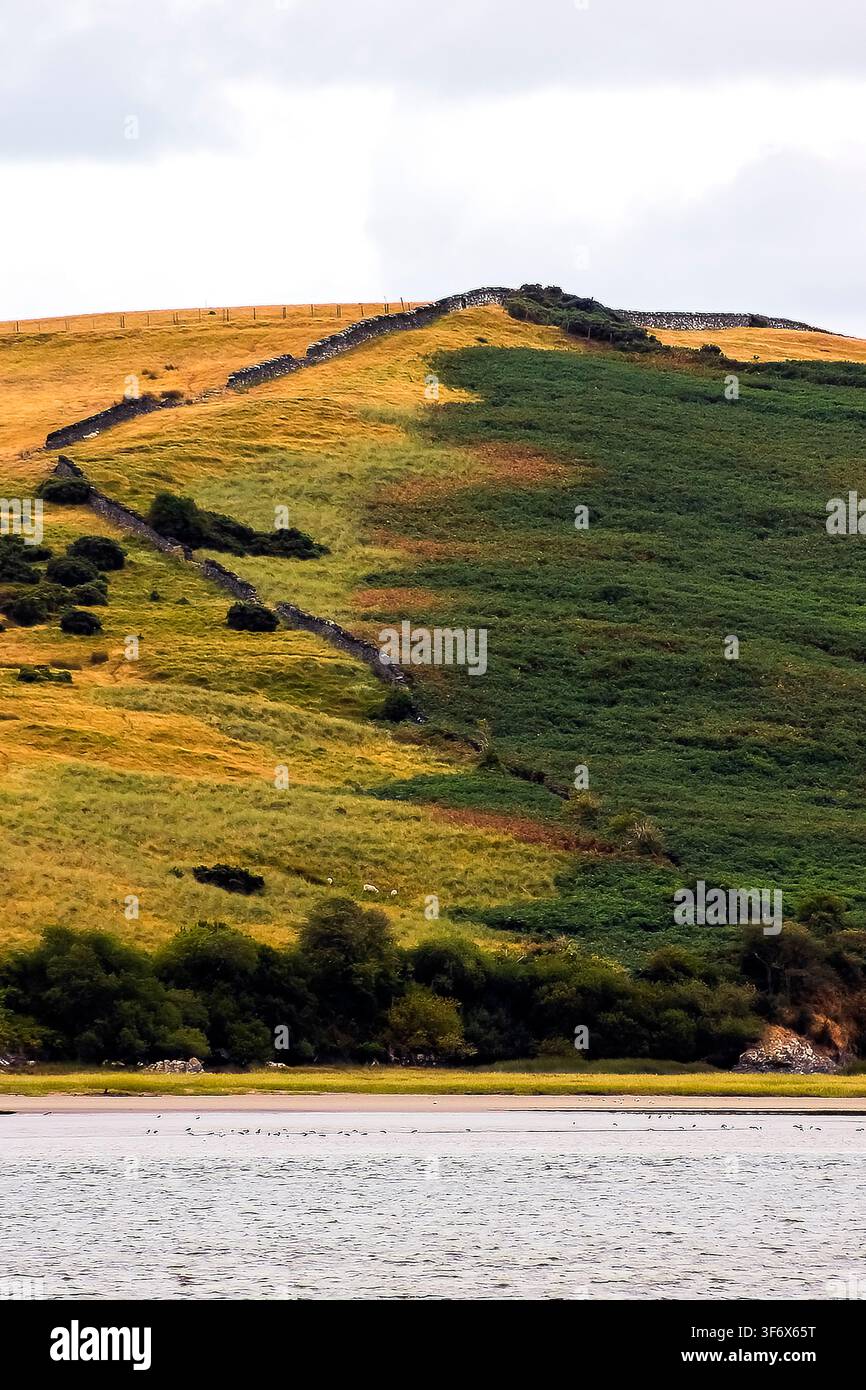 Kontrast - Grüne und gelbe Hügel über Seetrees Stockfoto