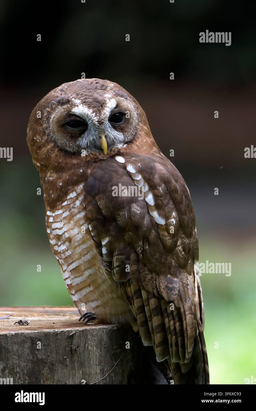 Braune Waldohle, die auf einem Baumstumpf sitzt und zurückblickt Stockfoto