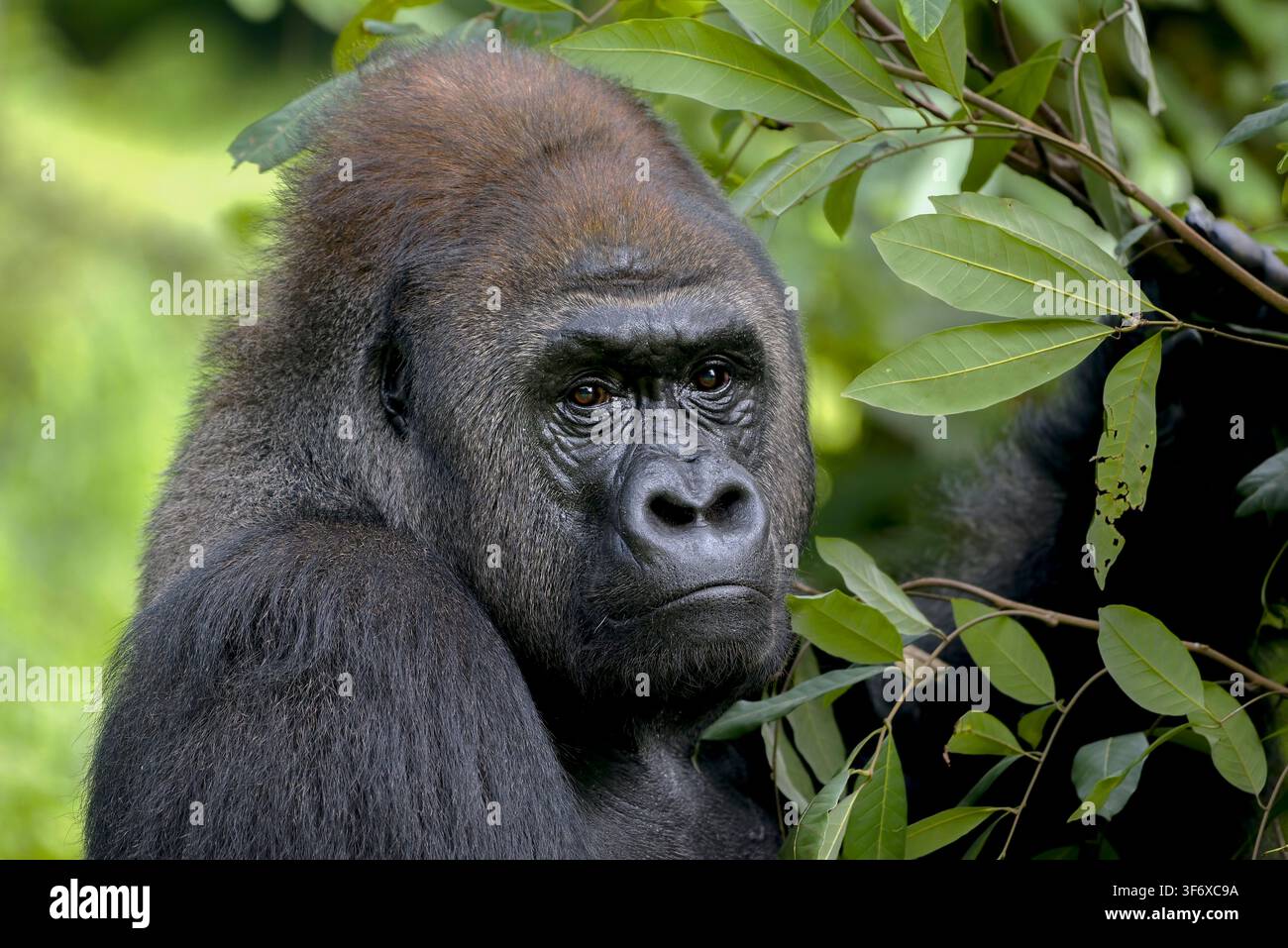 Nahaufnahmeporträt eines nachdenklichen Gorillamannes Stockfoto