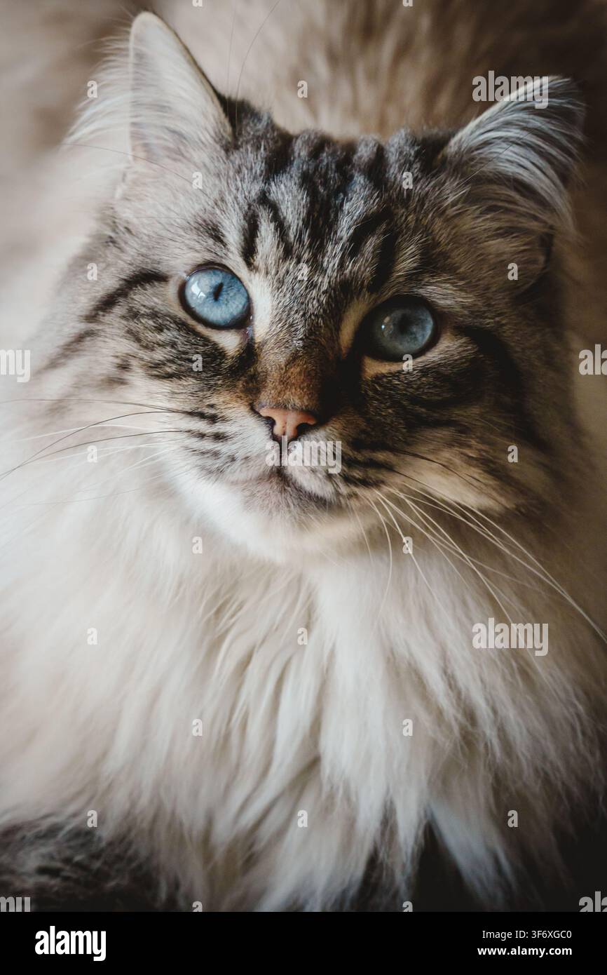 Eine wunderschöne flauschige Katze mit auffälligen blauen Augen Stockfoto
