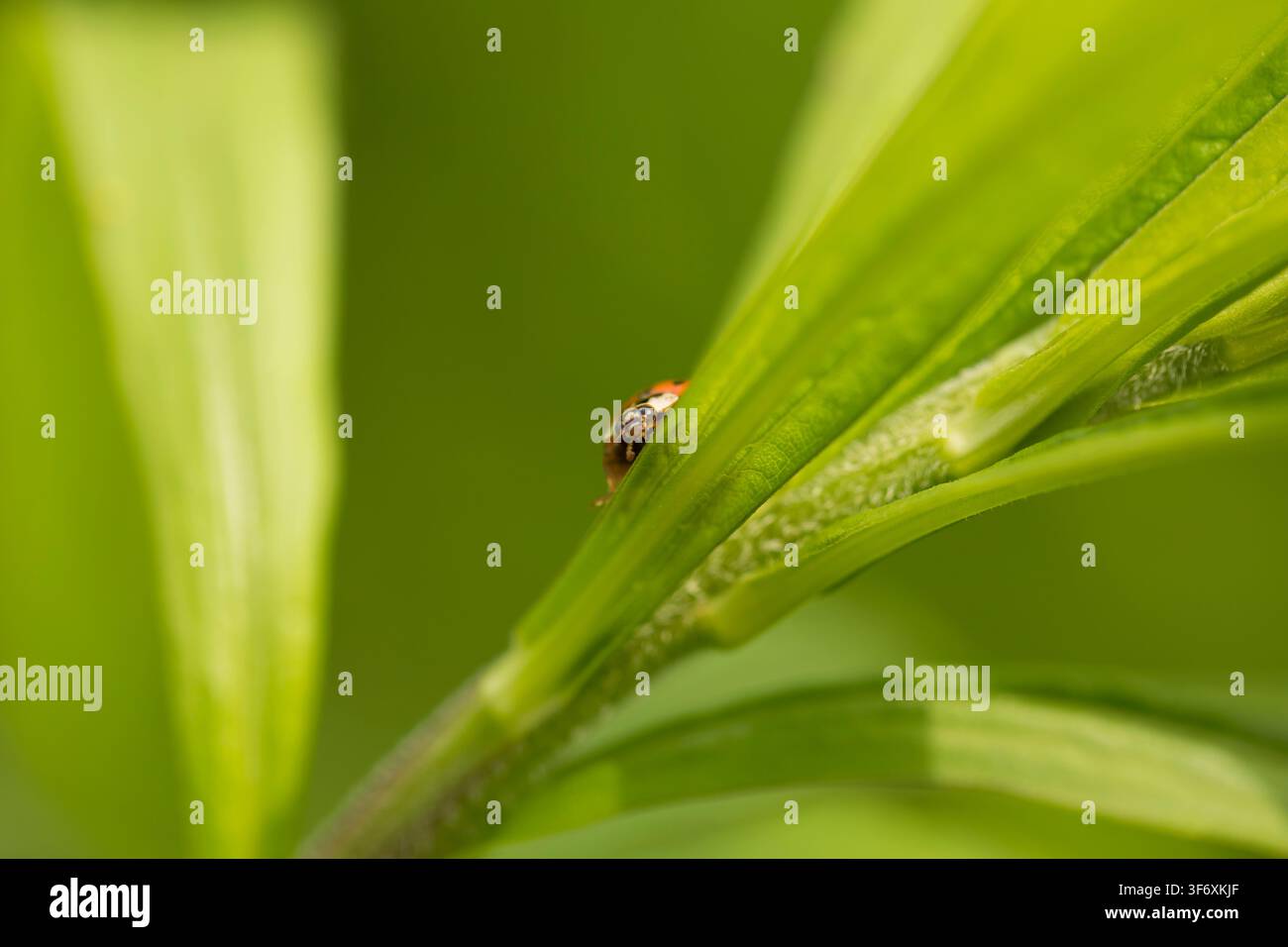 Winziges Marienkäferchen lugt hinter einem grünen Blatt hervor Stockfoto