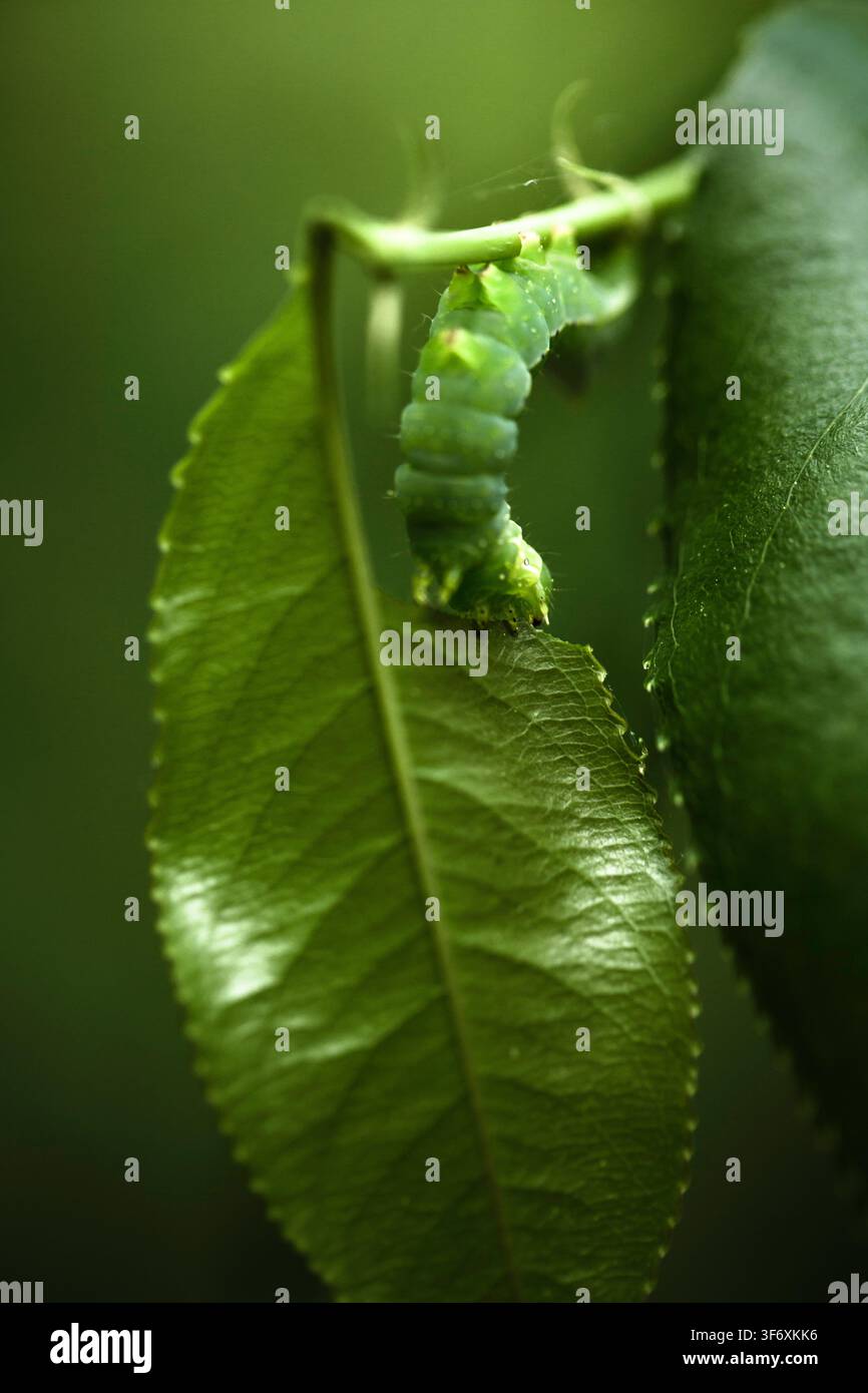 Eine kleine grüne Raupe, die ein farbenfrohes Blatt frisst Stockfoto