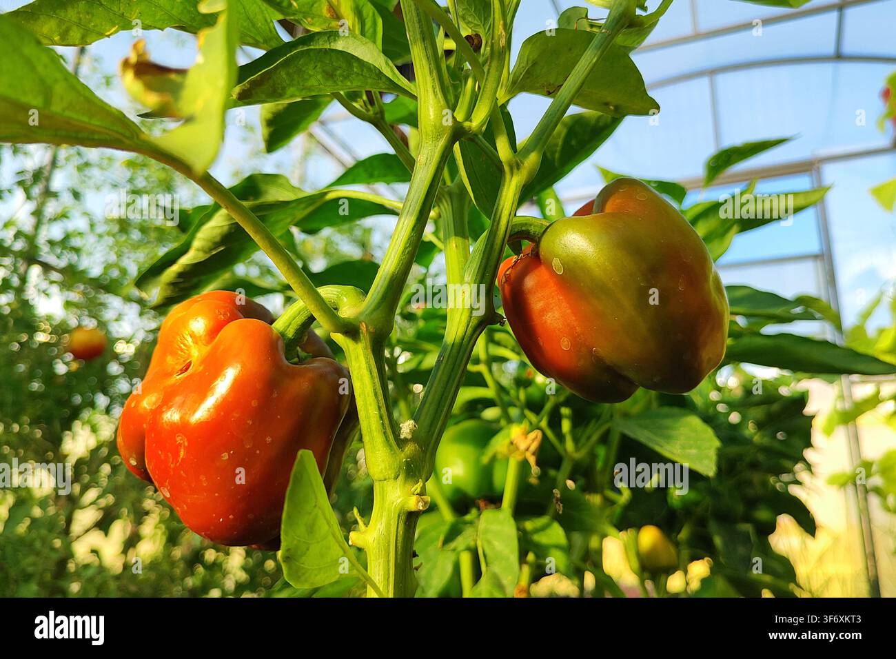 Nahaufnahme von reifen Paprikaschoten, die an der Ranke in einem hellen Gewächshaus hängen, glänzende rote und grüne Schalen leuchten zwischen Blättern, Stielen und natürlichem Wachstum Stockfoto