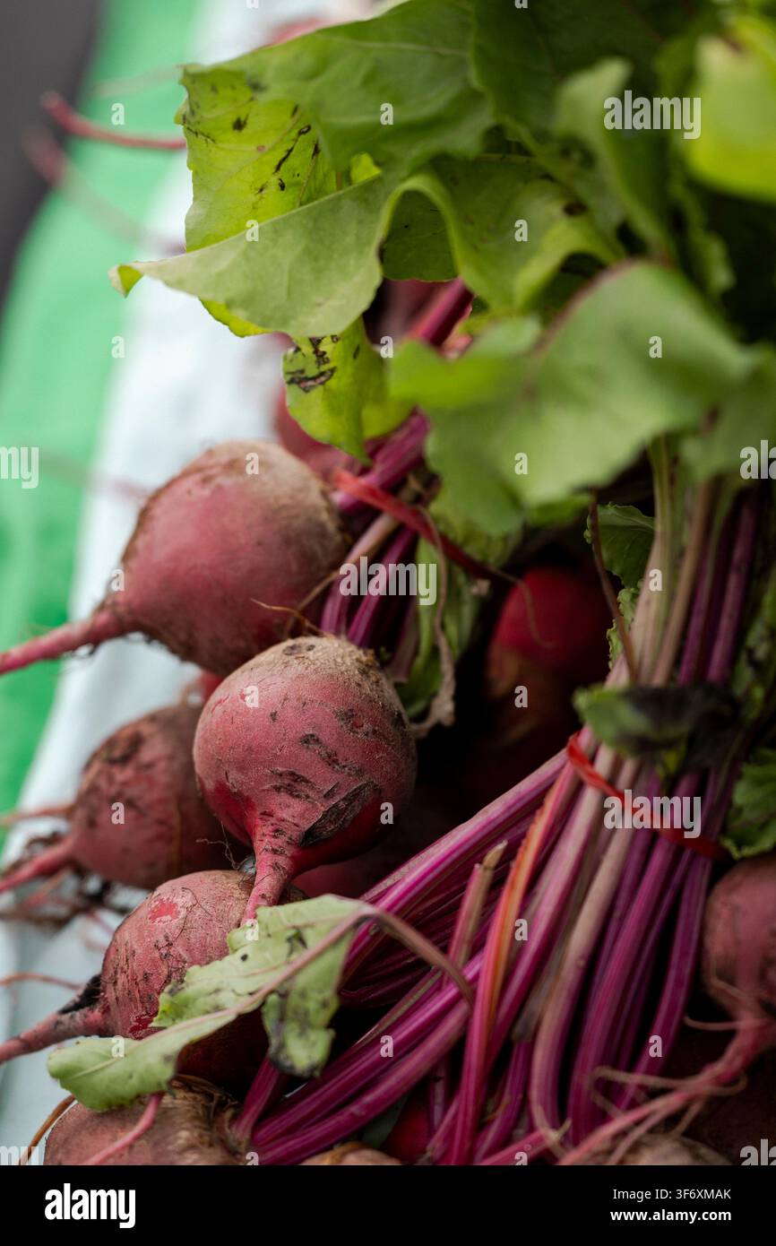 Nahaufnahme von frischen Bio-Rüben mit Erde Stockfoto