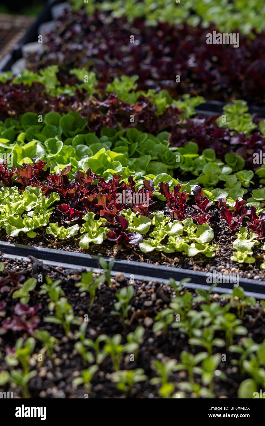 Junger roter und grüner Salat beginnt in Schalen zu wachsen Stockfoto