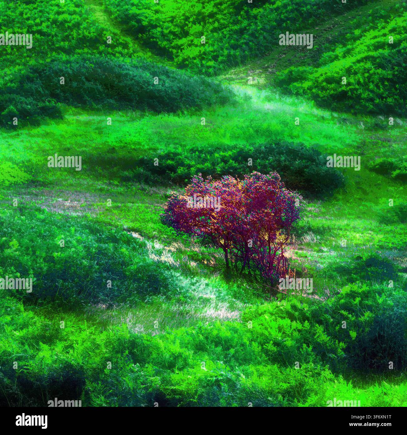 Ein Sommerblick auf einen einsamen braunen Busch, umgeben von grüner Blattvegetation. Stockfoto