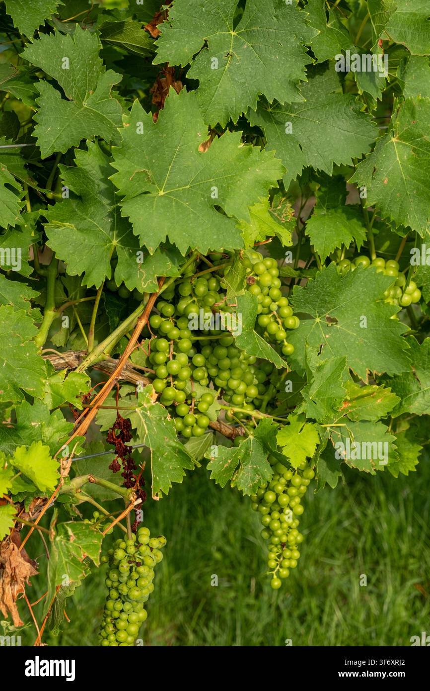 Wachsende grüne Traubenbeere hängt an einem Weinzweig in einem sonnigen Weinberg. Stockfoto