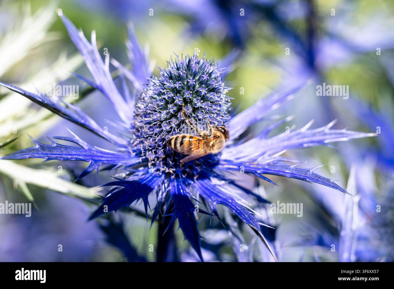 Eryngium planum und Honigbiene Stockfoto