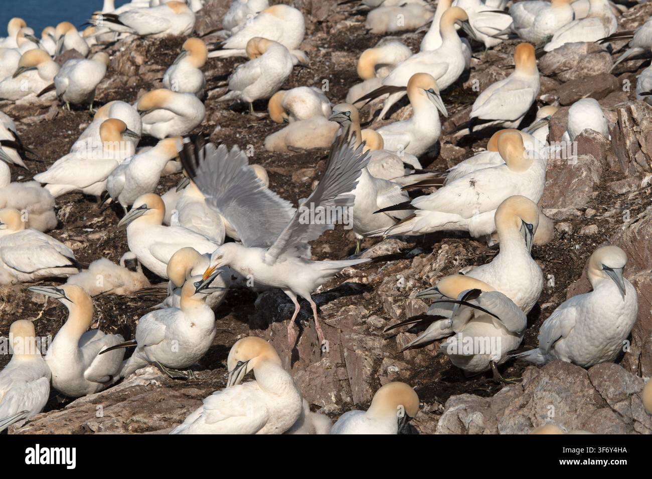 Möwenlarche Larus argentatus unter einer Kolonie von Basstölpeln Morus bassanus Bass Rock Firth of Forth Schottland Stockfoto