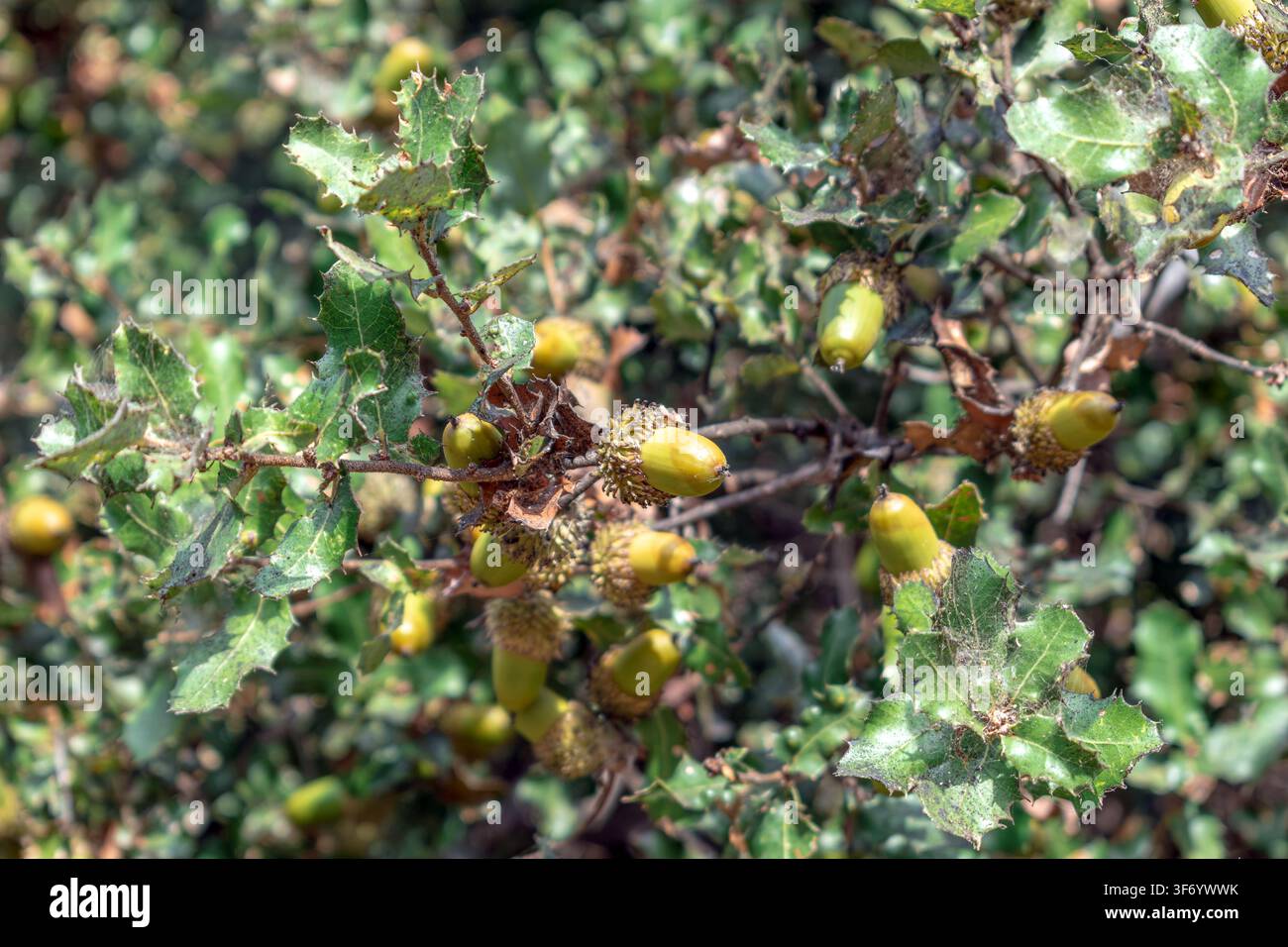 Ast der Kermes-Eiche, Quercus coccifera, der reifende Eicheln und charakteristische stachelige Blätter auf einem türkischen Hügel zeigt. Hochwertiges botanisches Bild Stockfoto