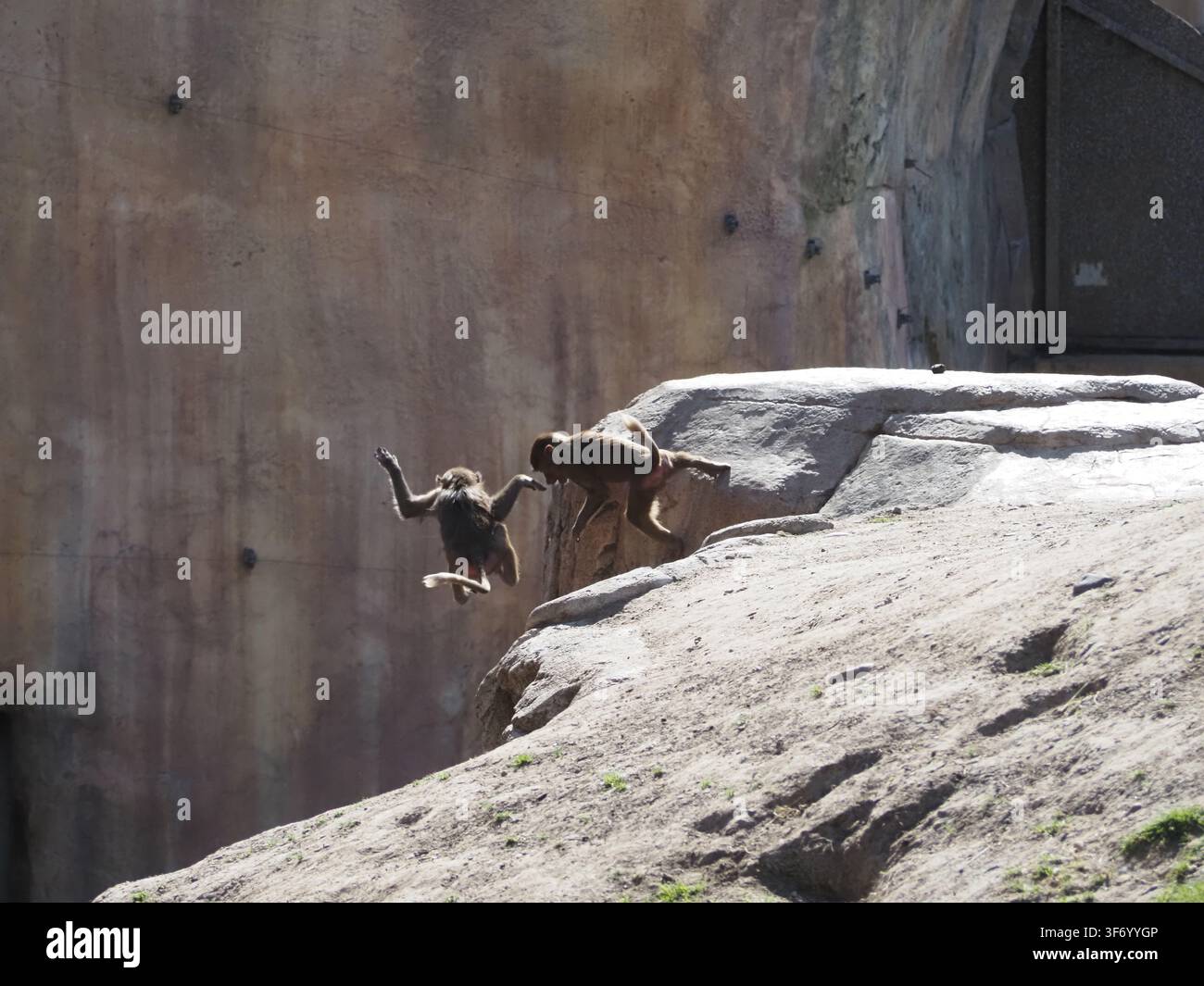 Baby-Pavianen spielen auf Felsen Stockfoto