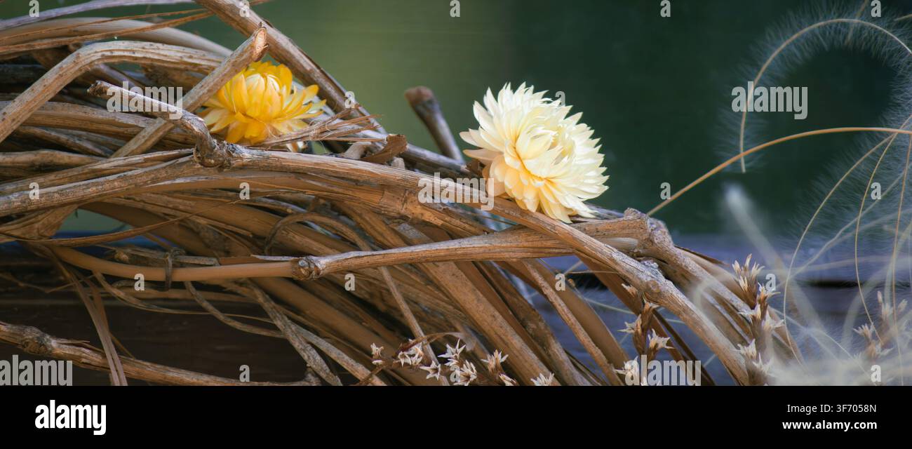 Nahaufnahme von getrockneten Strohblumenblüten, die in eine natürliche Rankenkränze-Komposition eingewoben sind. Stockfoto