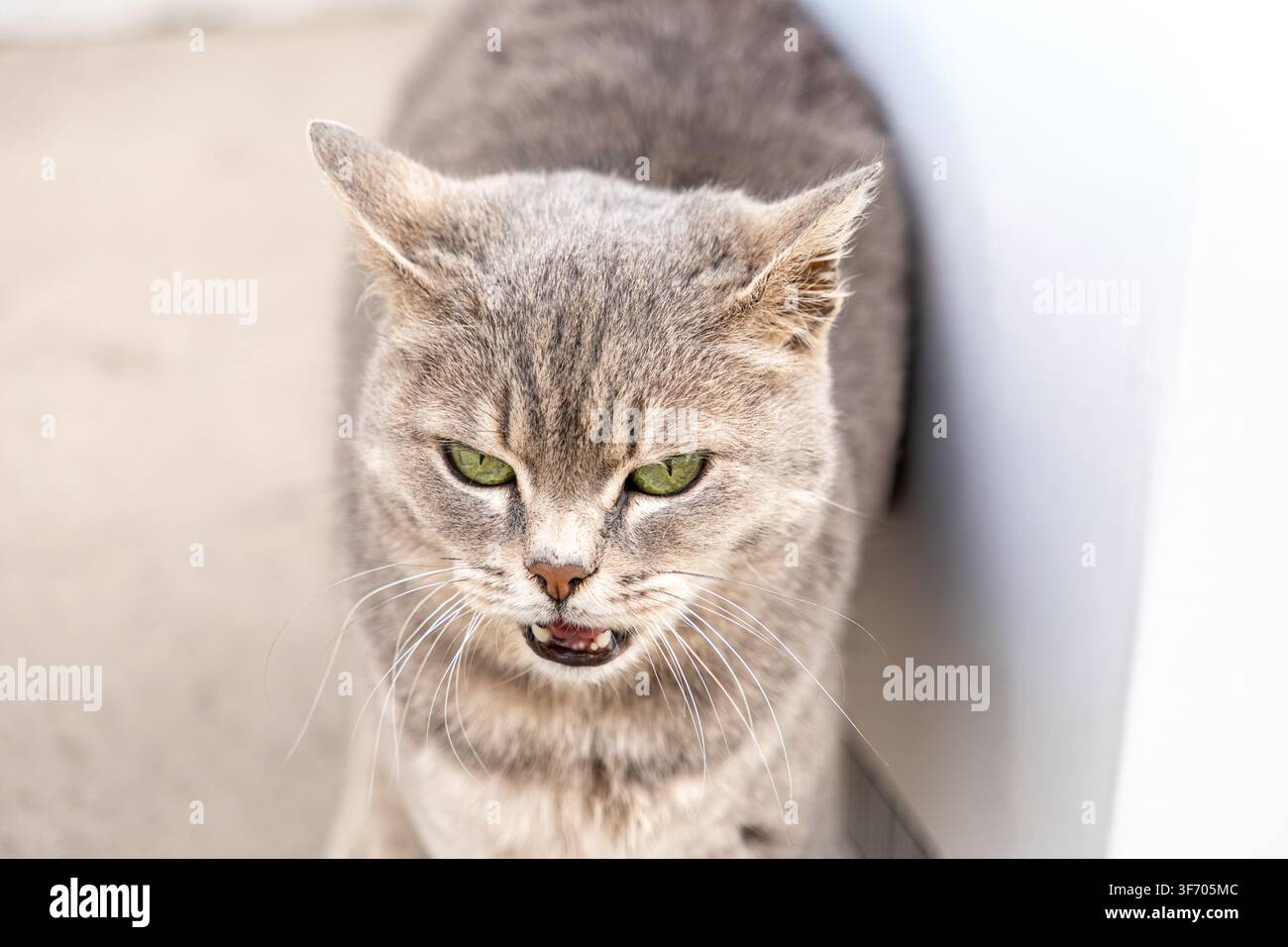 Eine konzentrierte graue Katze zeigt ihre Zähne, während sie im Freien knurrt, und fängt eine intensive Katzenstimmung ein mit scharfen grünen Augen, die die tierischen Instinkte hervorheben Stockfoto