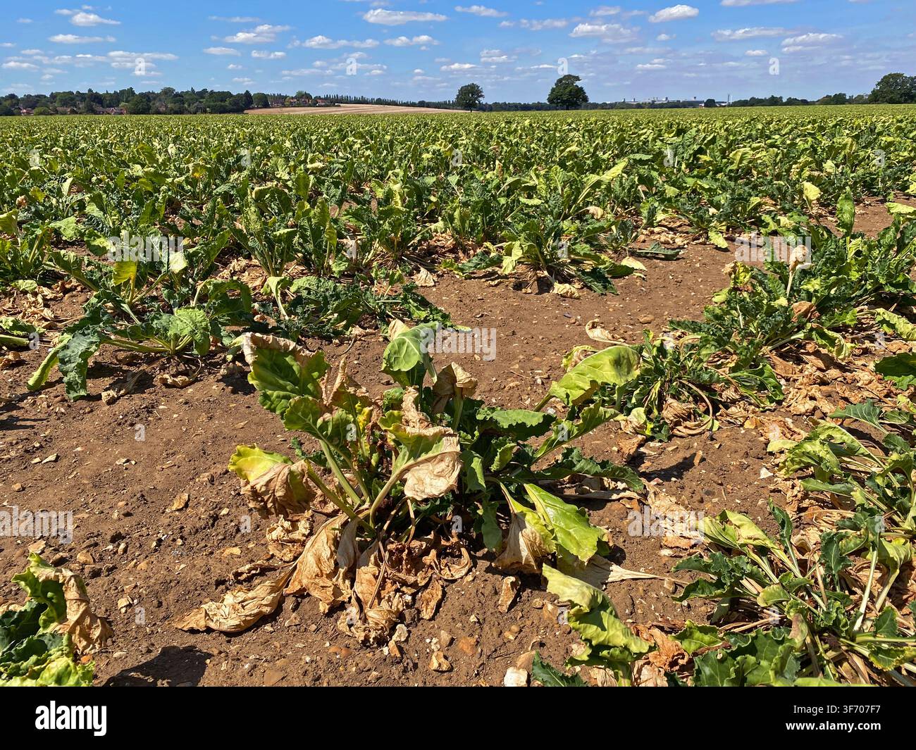 Ernteschaden durch Dürre Stockfoto