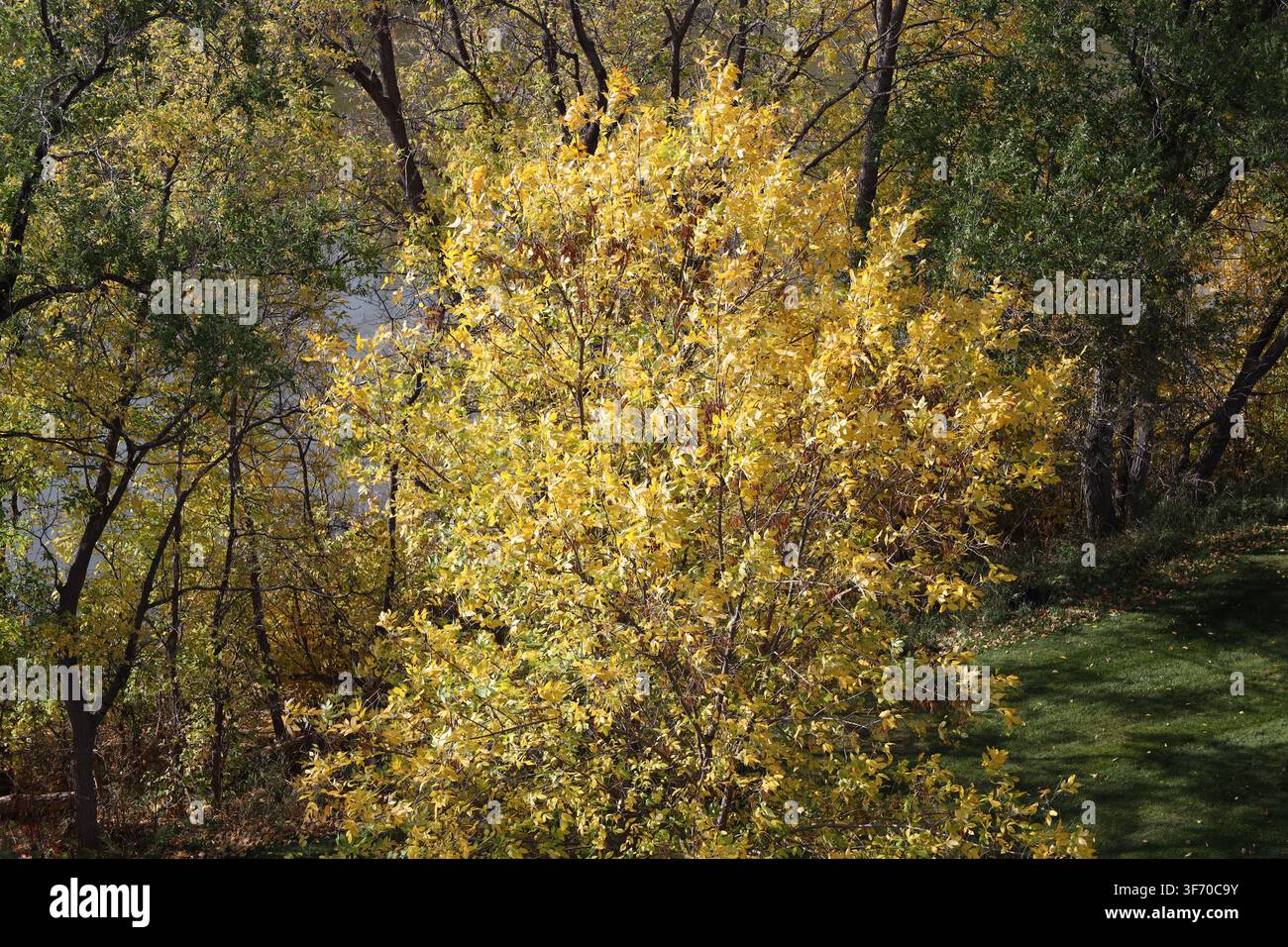 Einziger Baum, der in herbstlichen Farben im hellen Morgensonnenschein erstrahlt Stockfoto